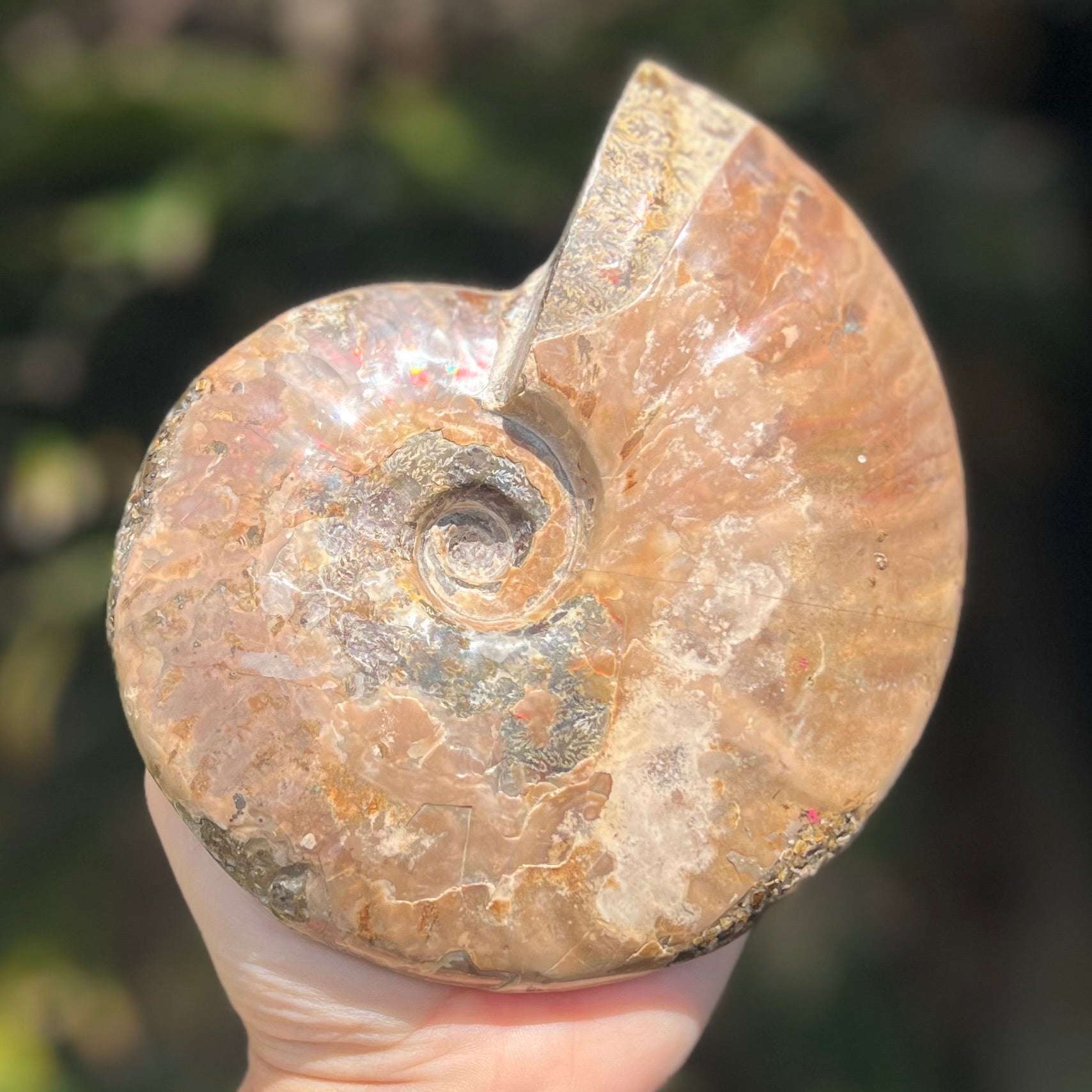 Ammonite Fossil