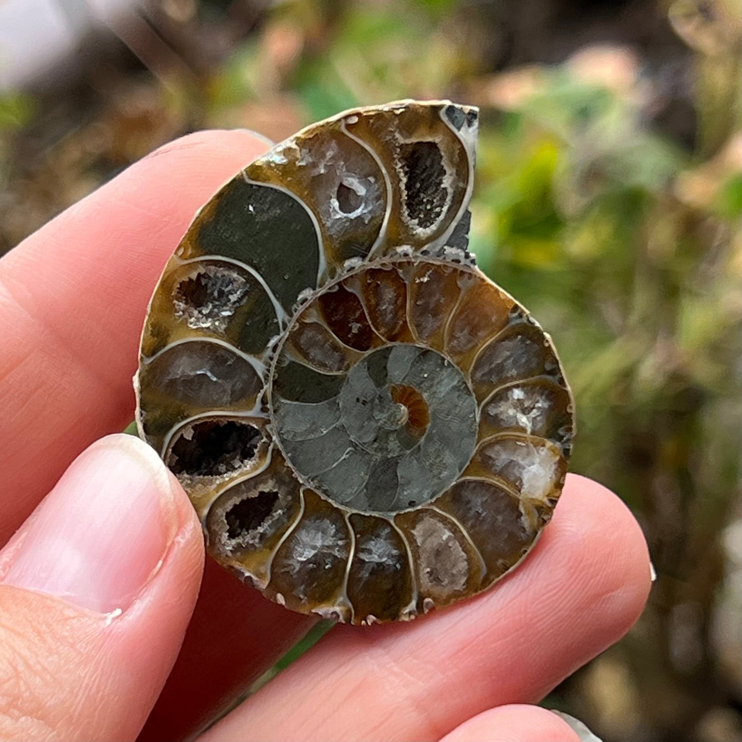 Ammonite Fossil ~ 2