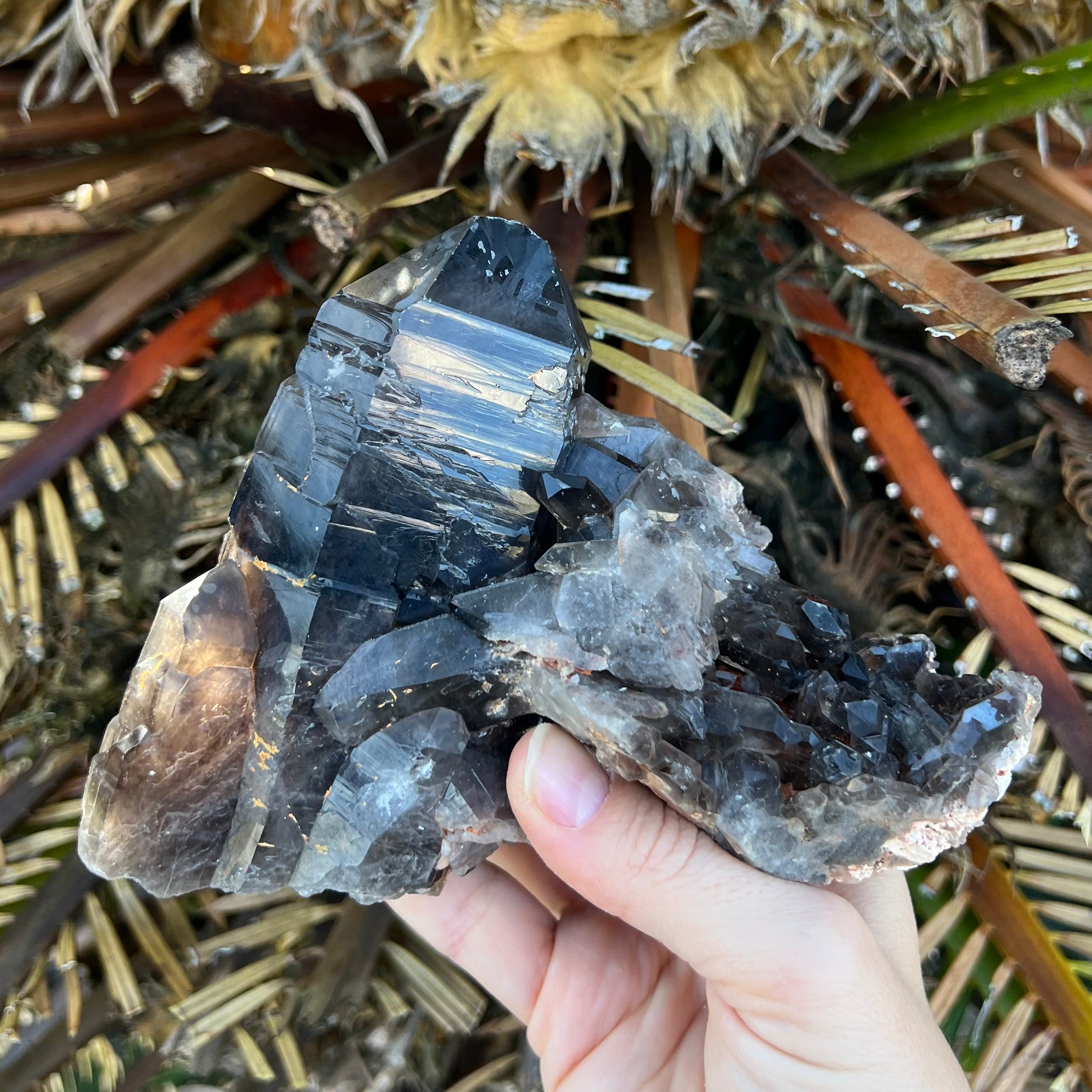 Specular Smokey Quartz Cluster