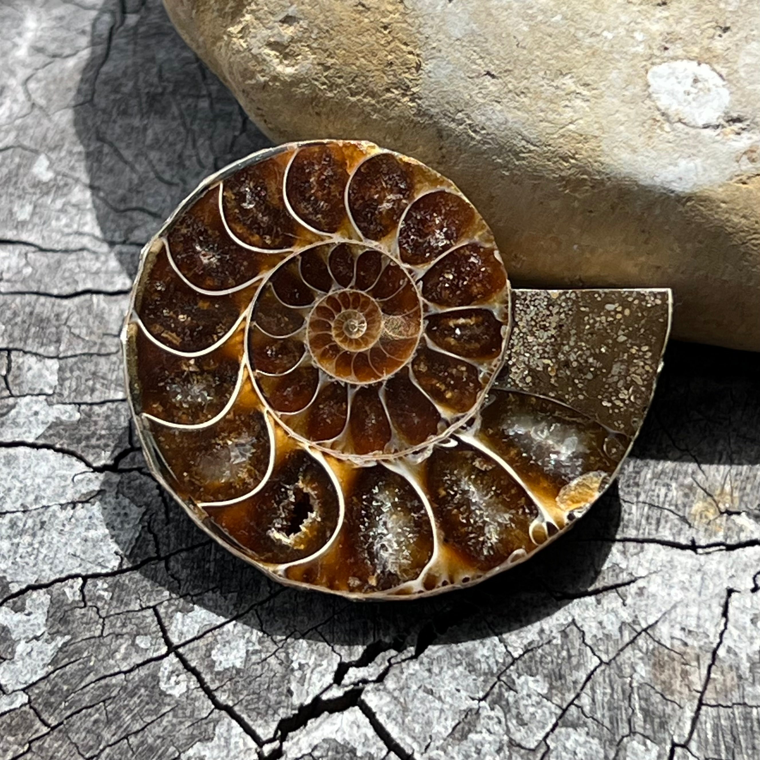 Ammonite Fossil ~ 2