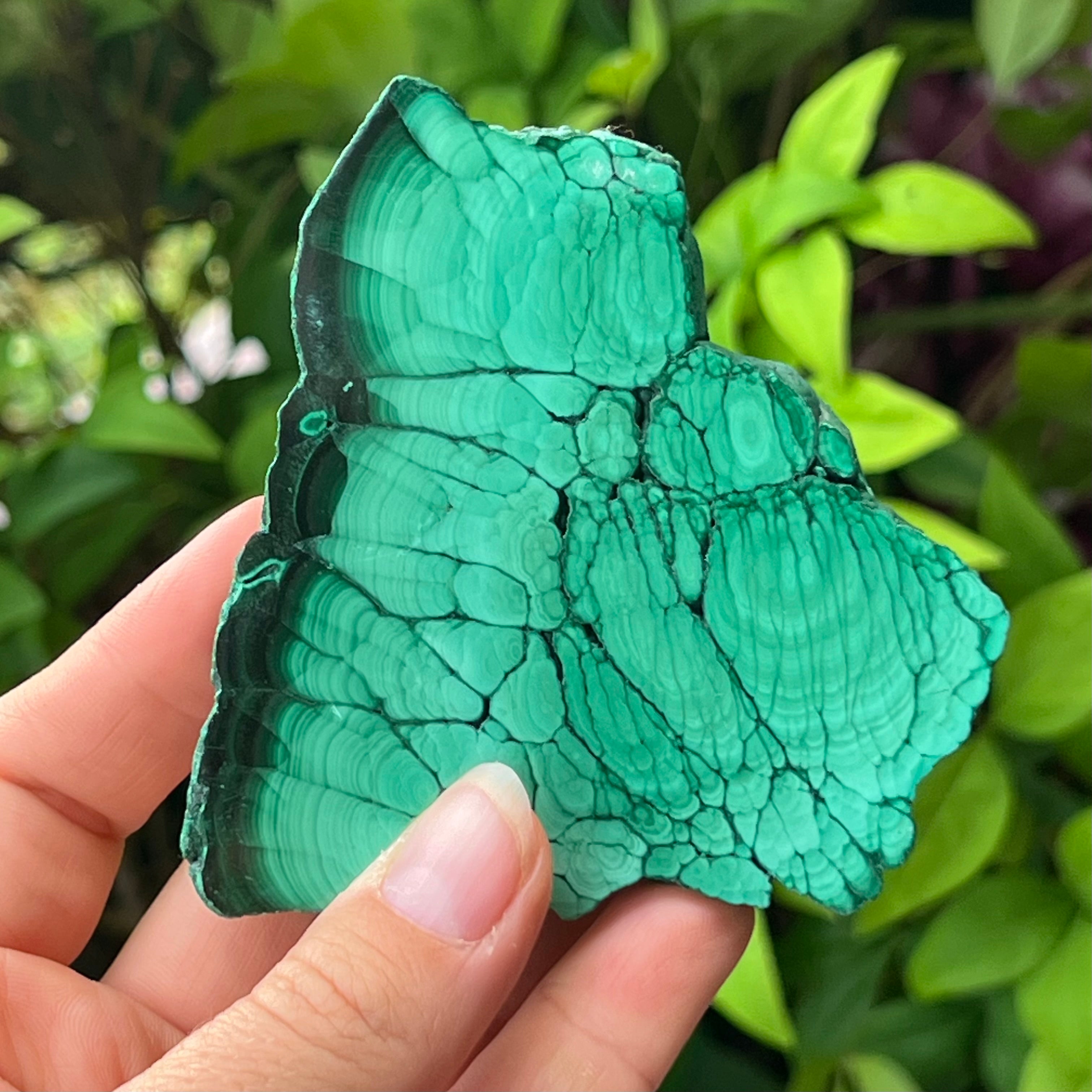 Malachite Slab ~ Specialty Crystal ~ Growth