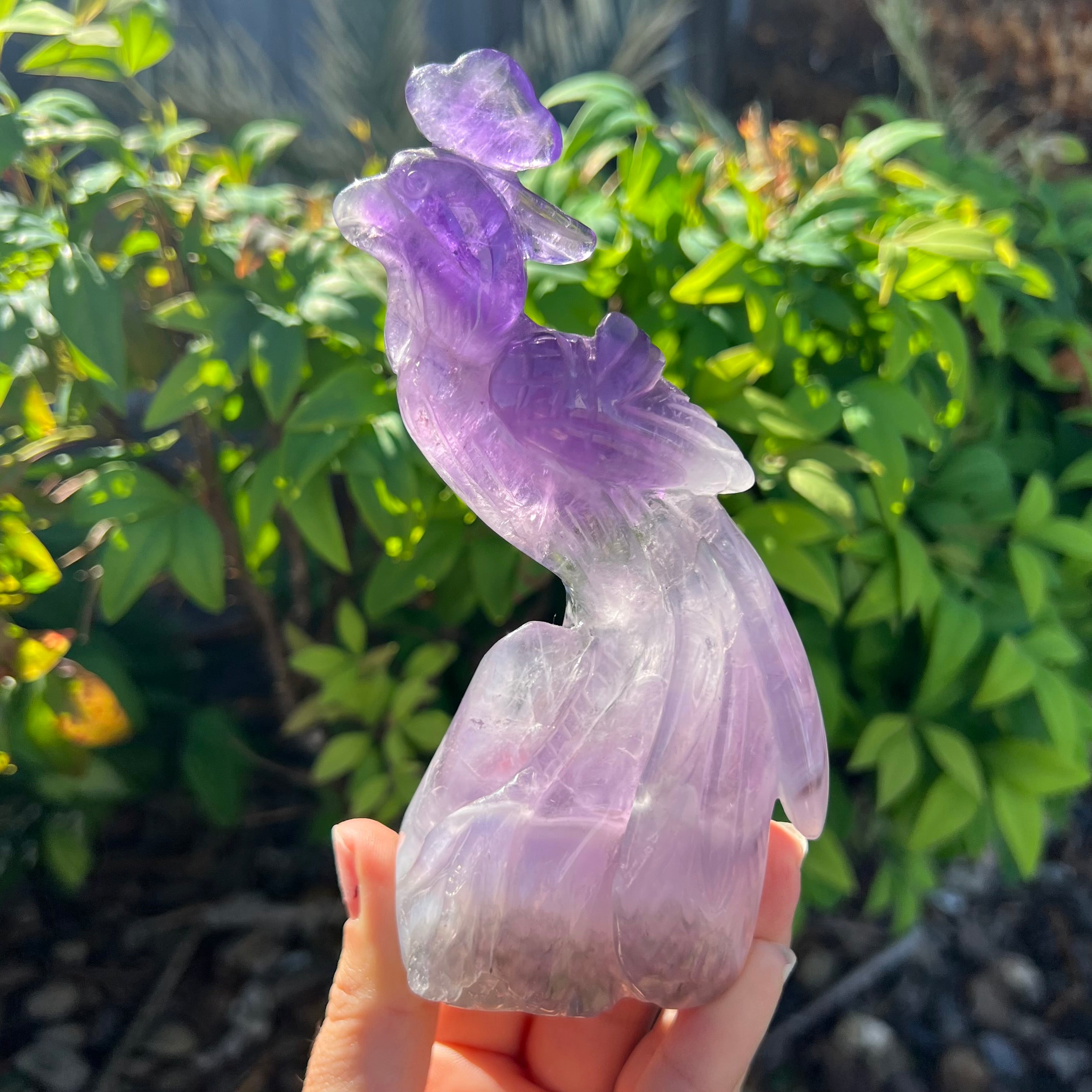 Amethyst Peacock