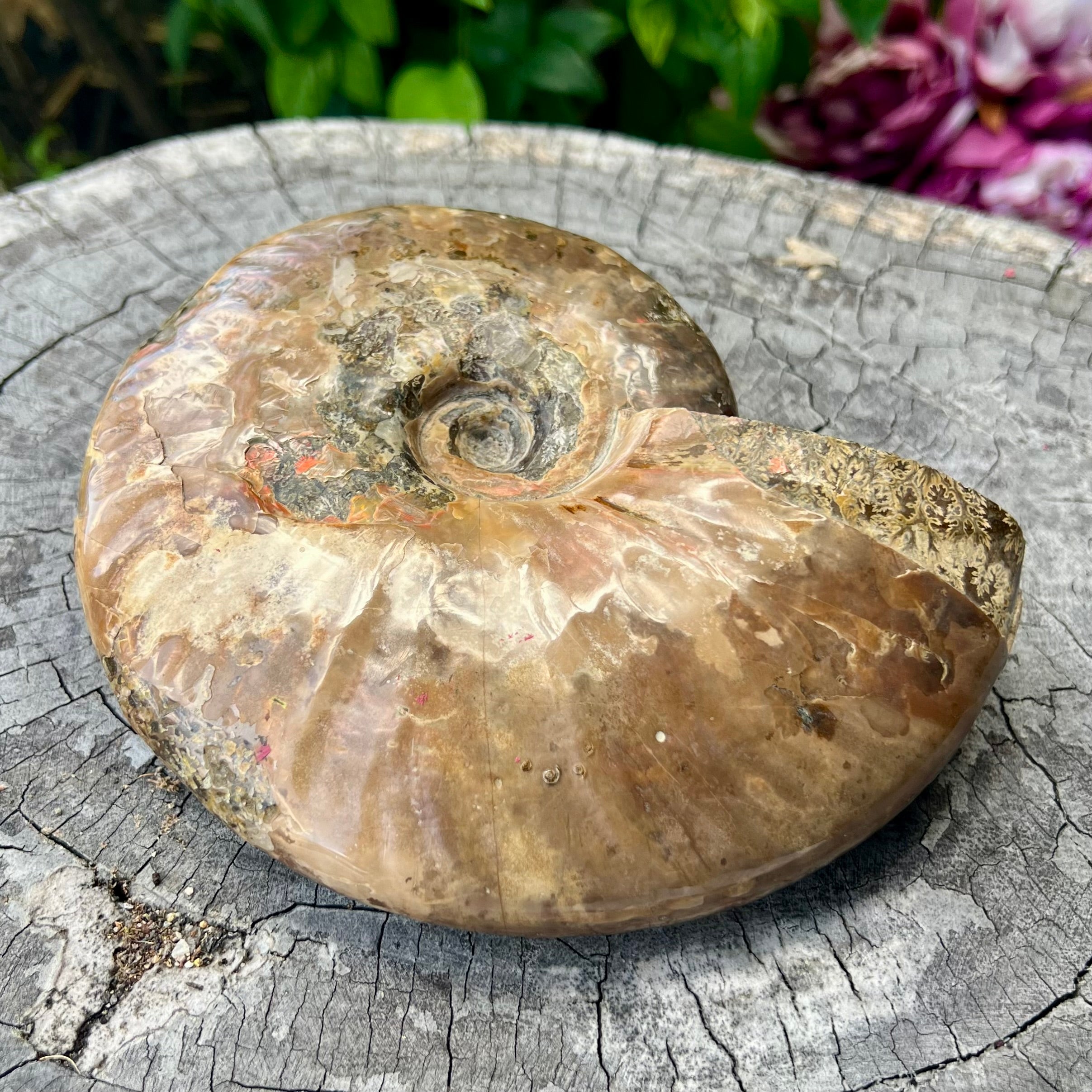 Ammonite Fossil