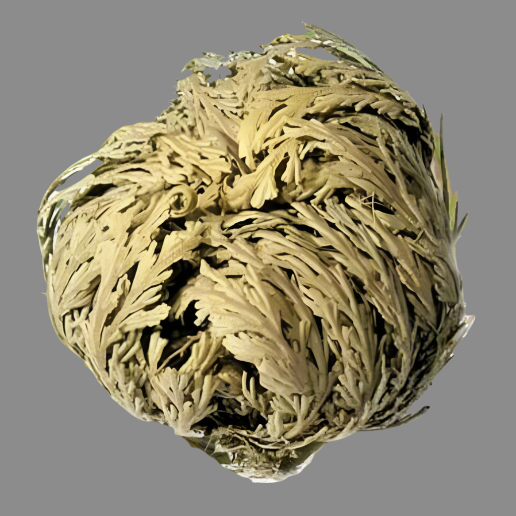 The Rose of Jericho ~ The Resurrection Plant (Small)