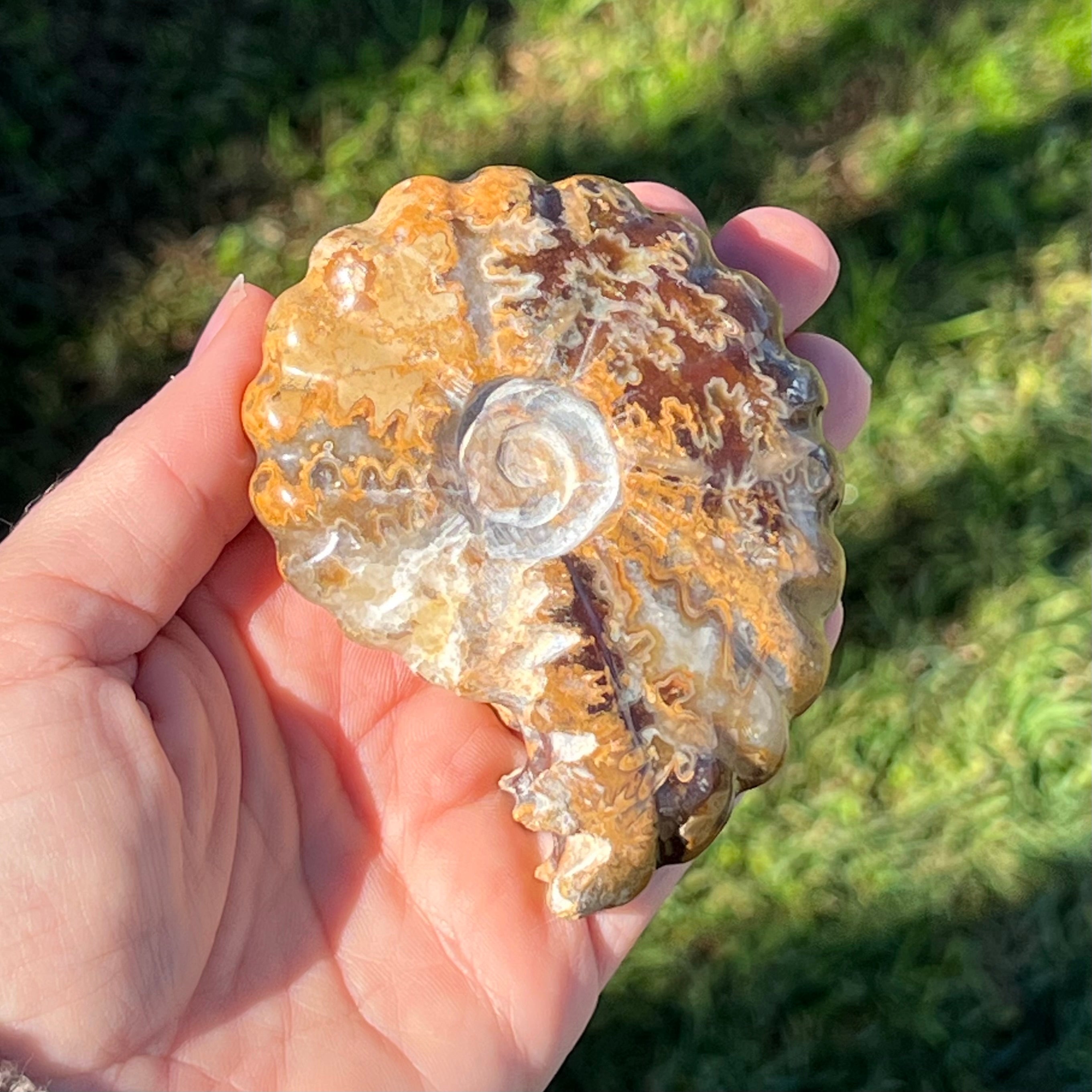 Ammonite Fossil