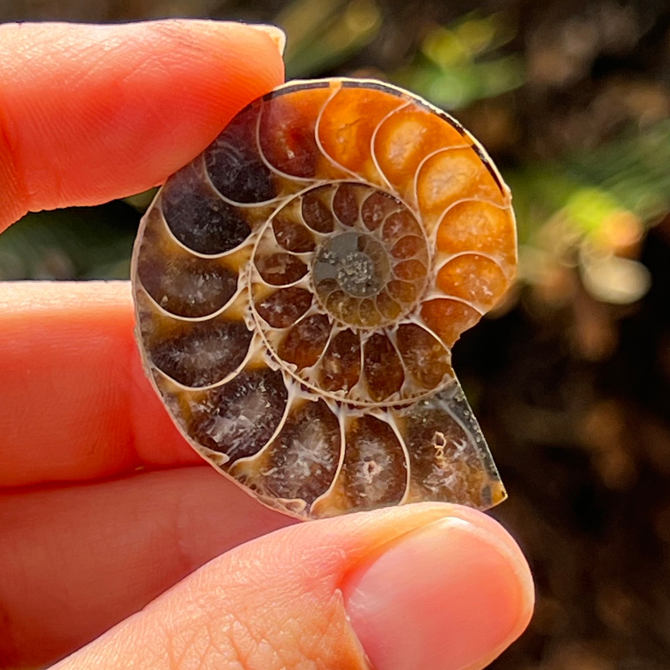 Ammonite Fossil ~ 1