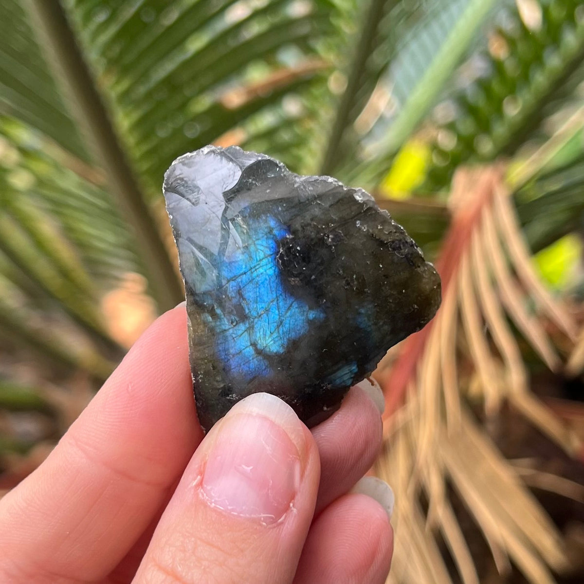Labradorite ~ Specialty Boxed Crystal