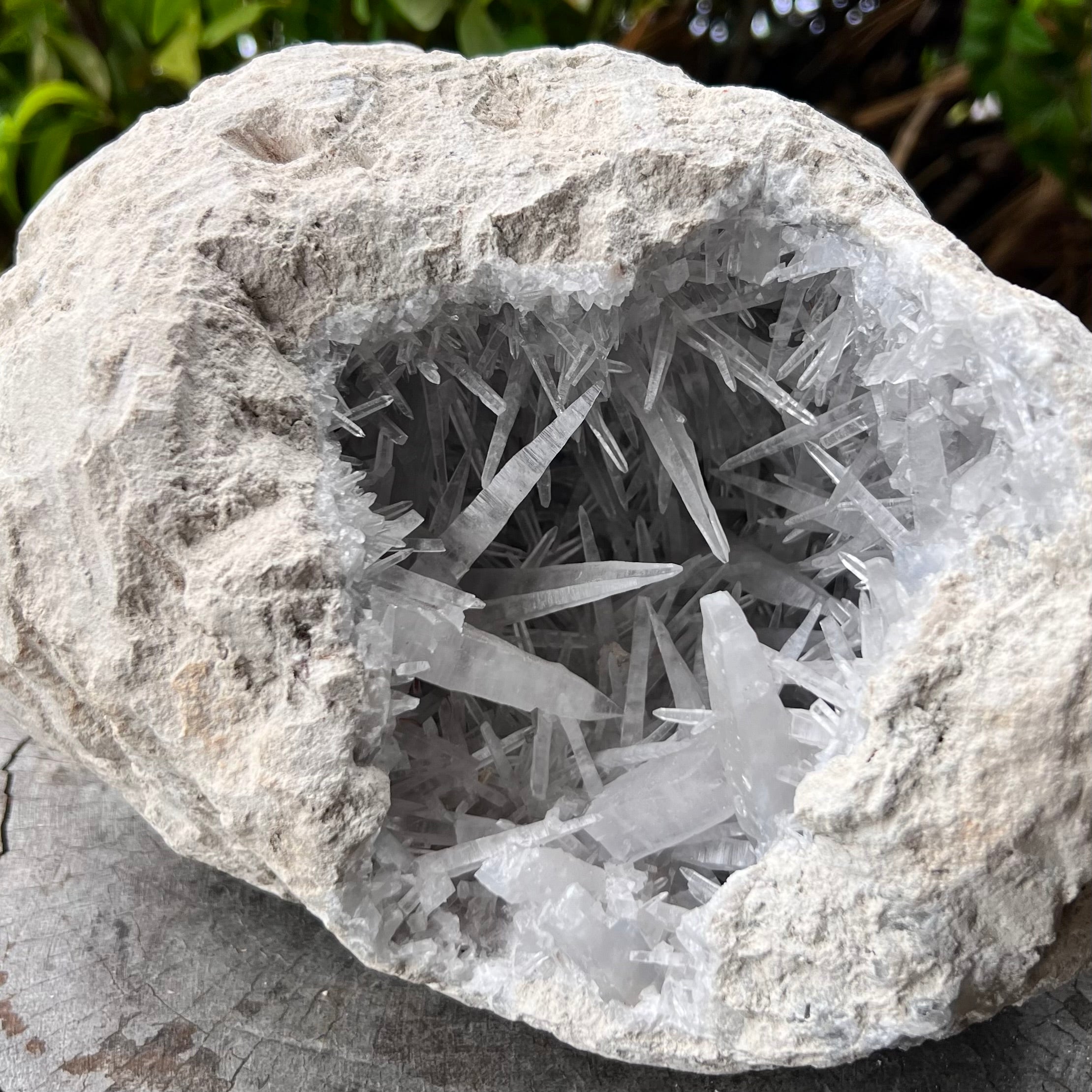 Celestite Dog Tooth Cluster Specimen