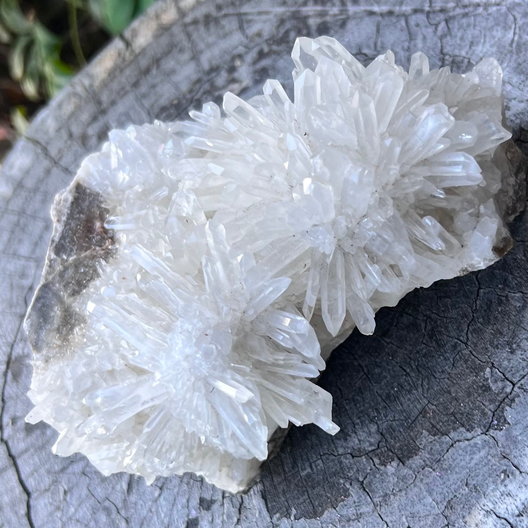 Chrysanthemum Needle Quartz ~ Cluster