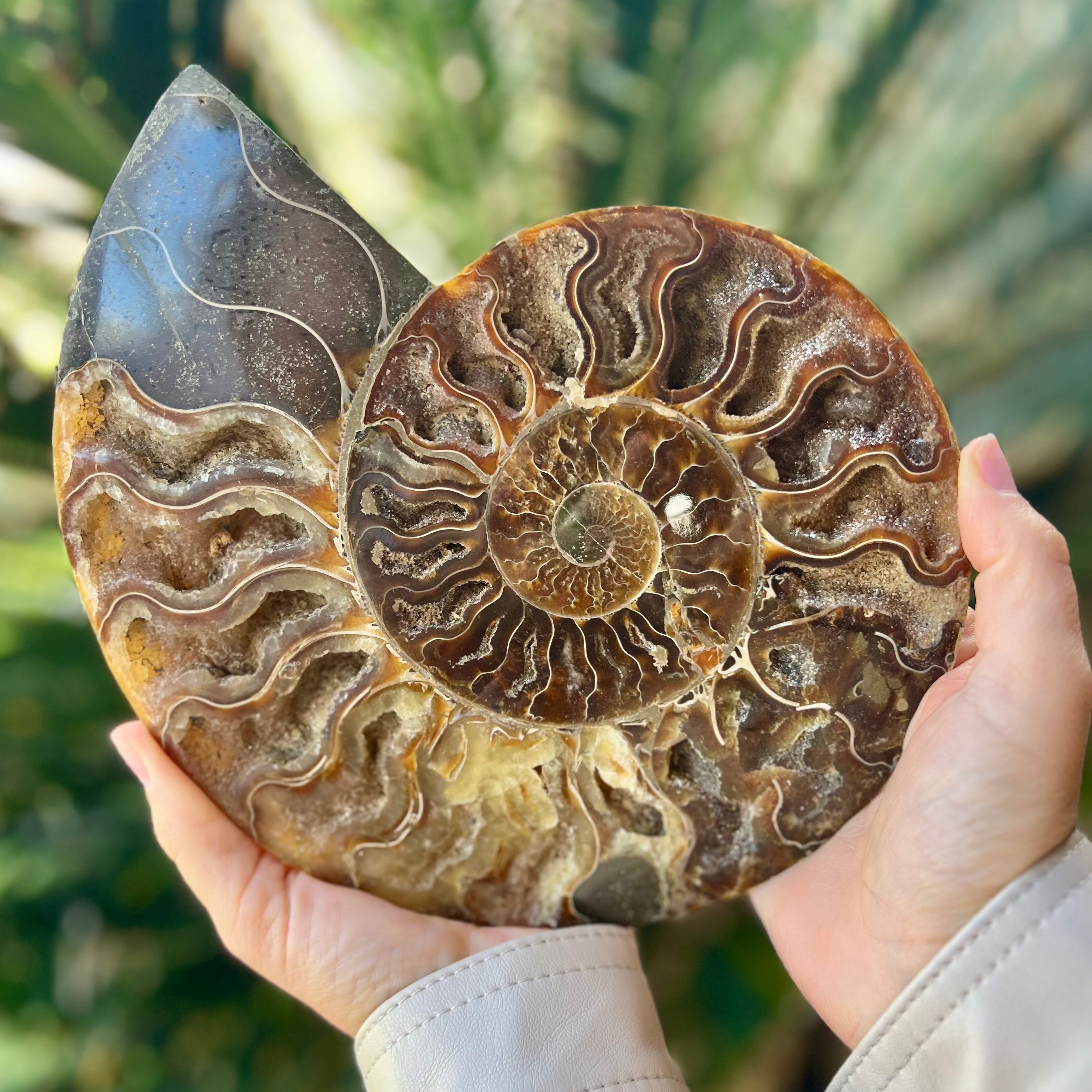 Ammonite Fossil