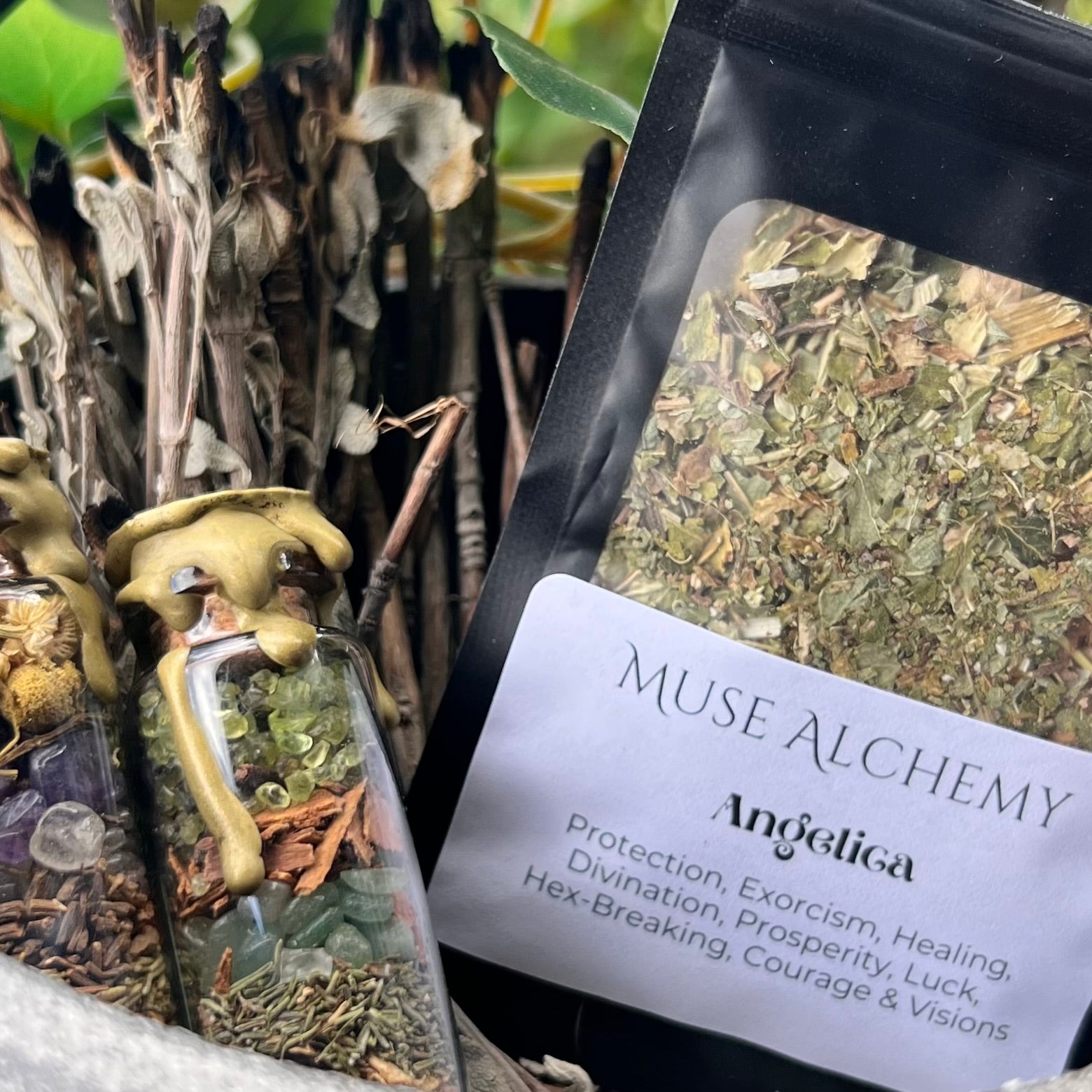 Angelica ~ Muse Alchemy Botanicals