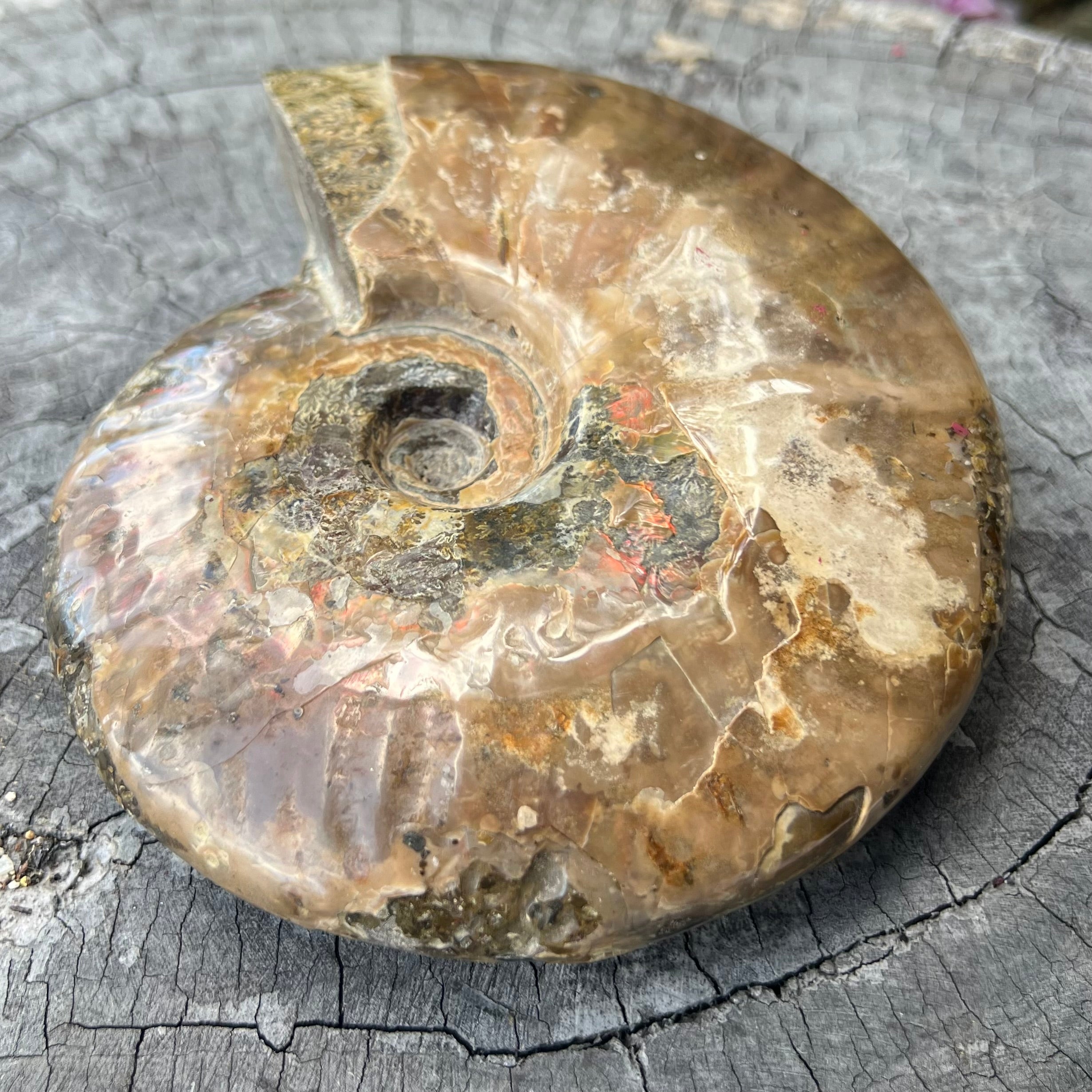 Ammonite Fossil
