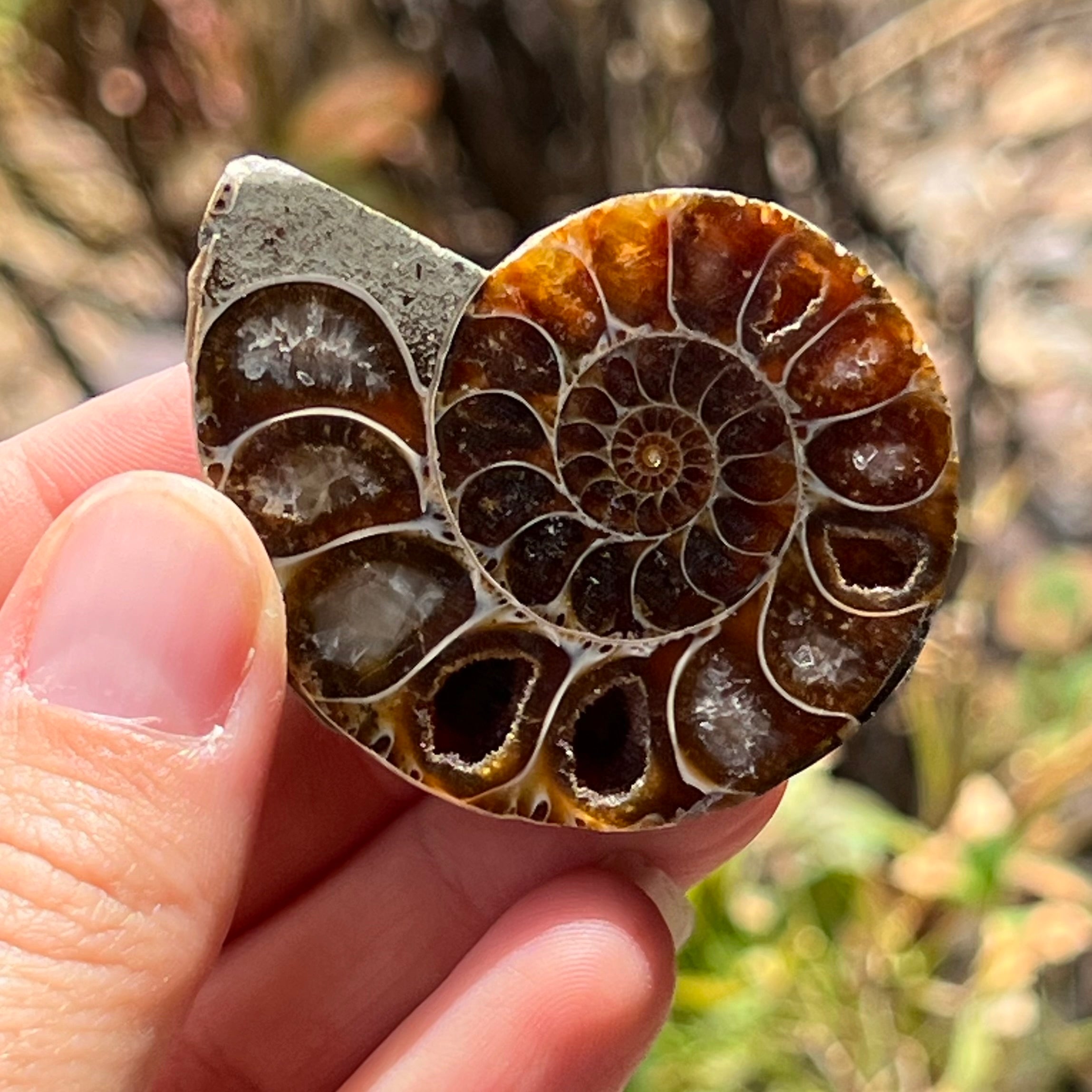 Ammonite Fossil ~ 1