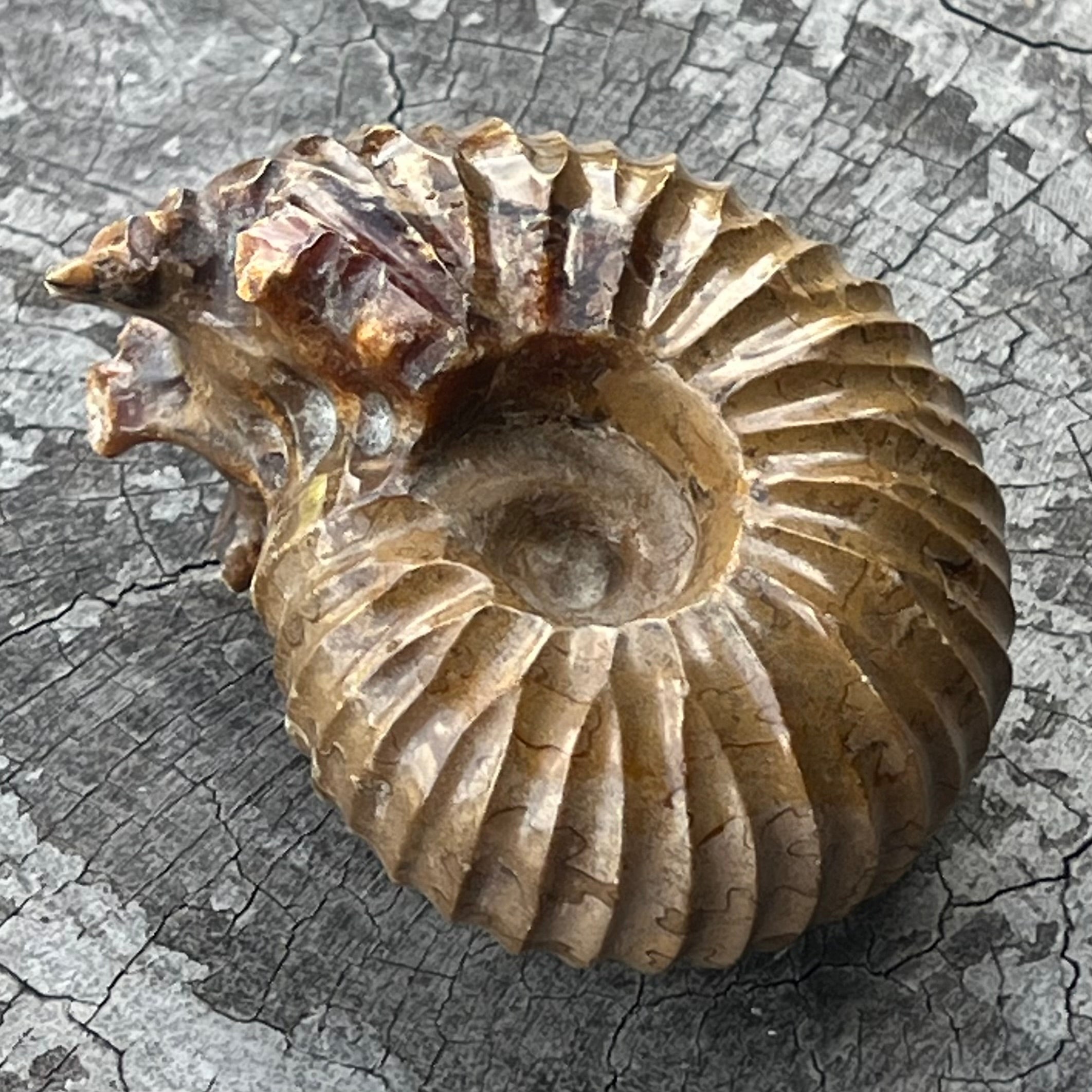 Ammonite Fossil
