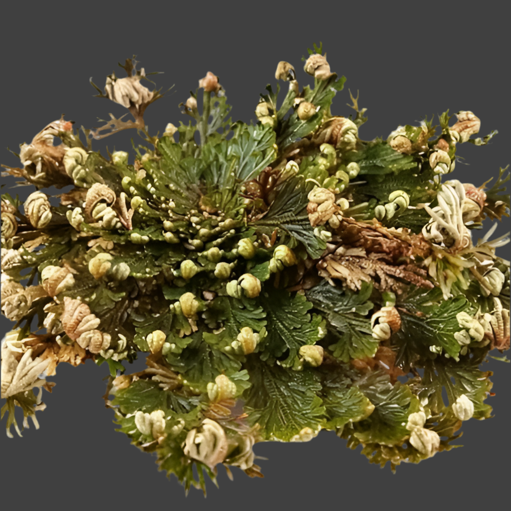The Rose of Jericho ~ The Resurrection Plant (Small)