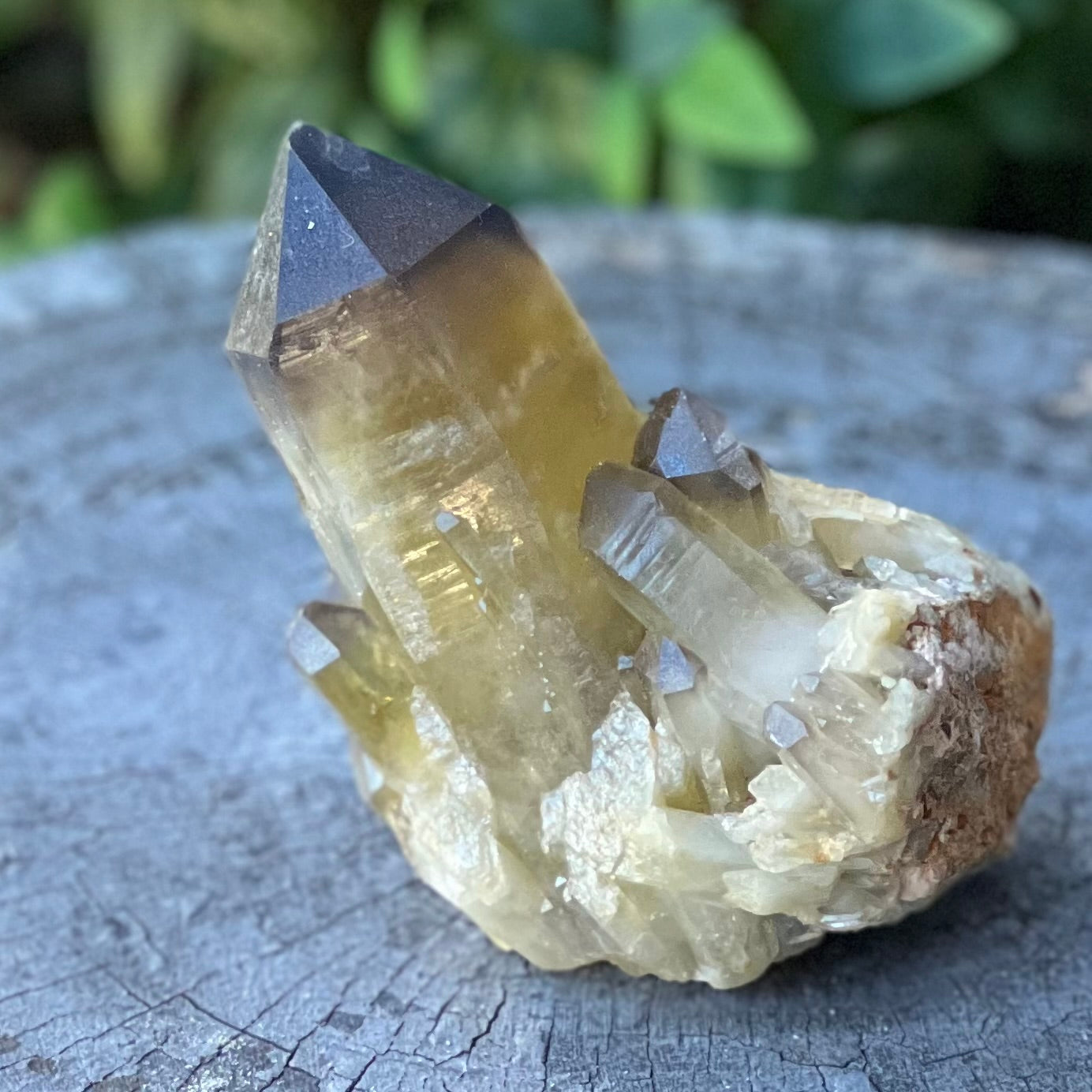 Smoky Citrine ~ Raw Point with Clusters