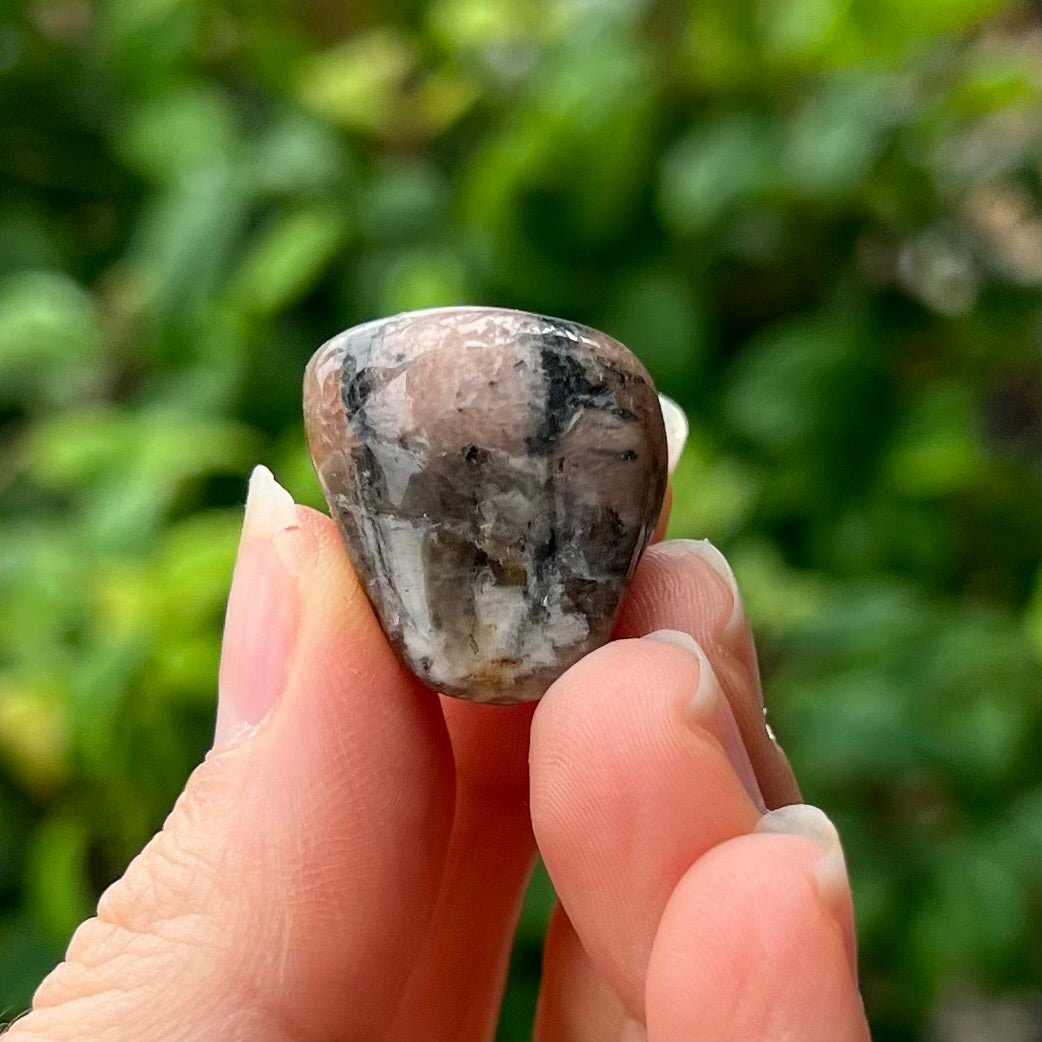 Chiastolite ~ Specialty Boxed Crystal