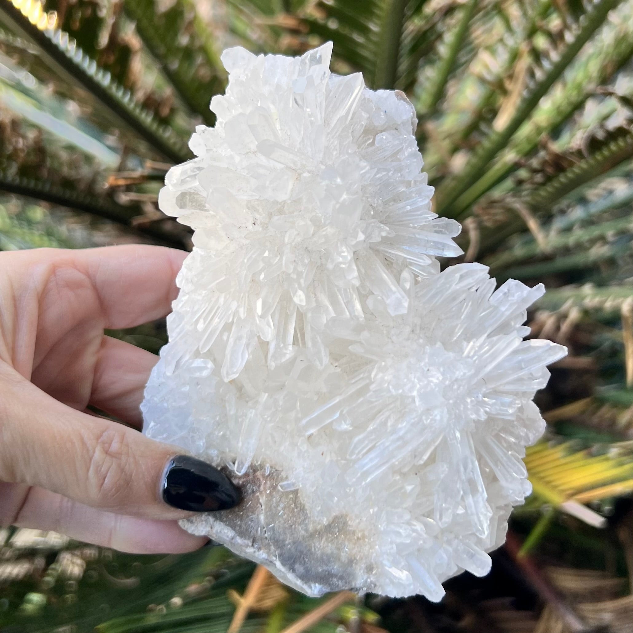 Chrysanthemum Needle Quartz ~ Cluster