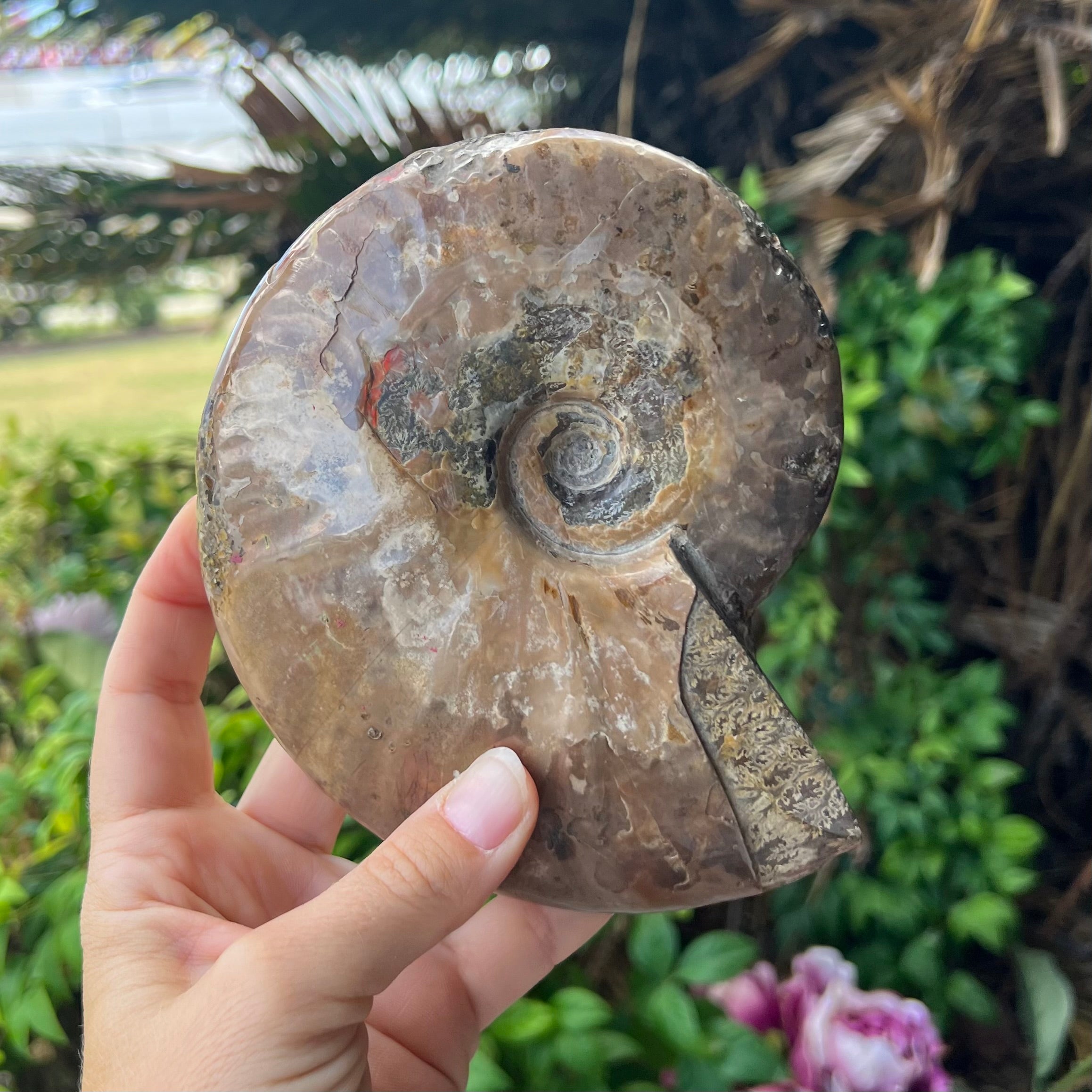 Ammonite Fossil