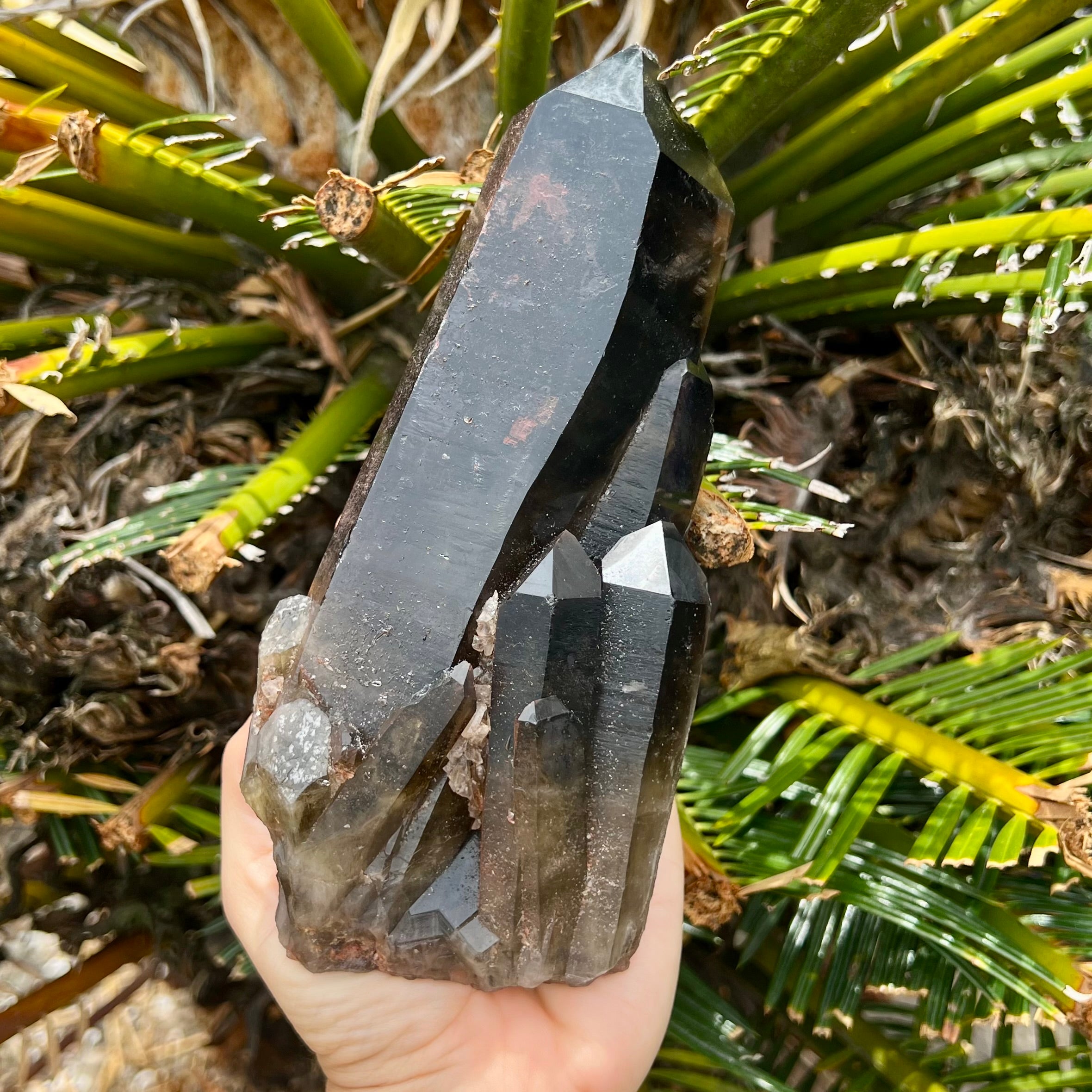 Smoky Quartz ~ Natural Point Cluster