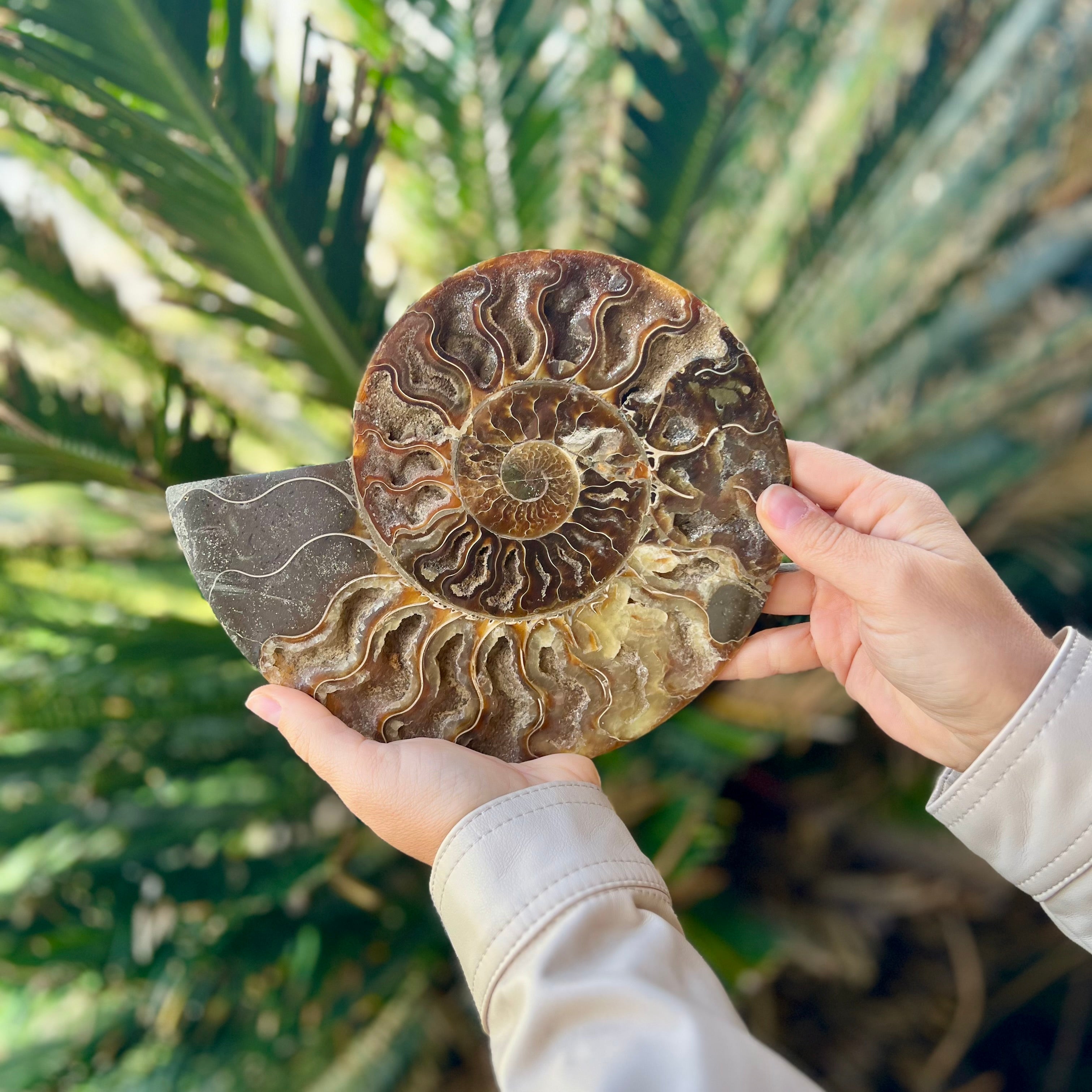 Ammonite Fossil