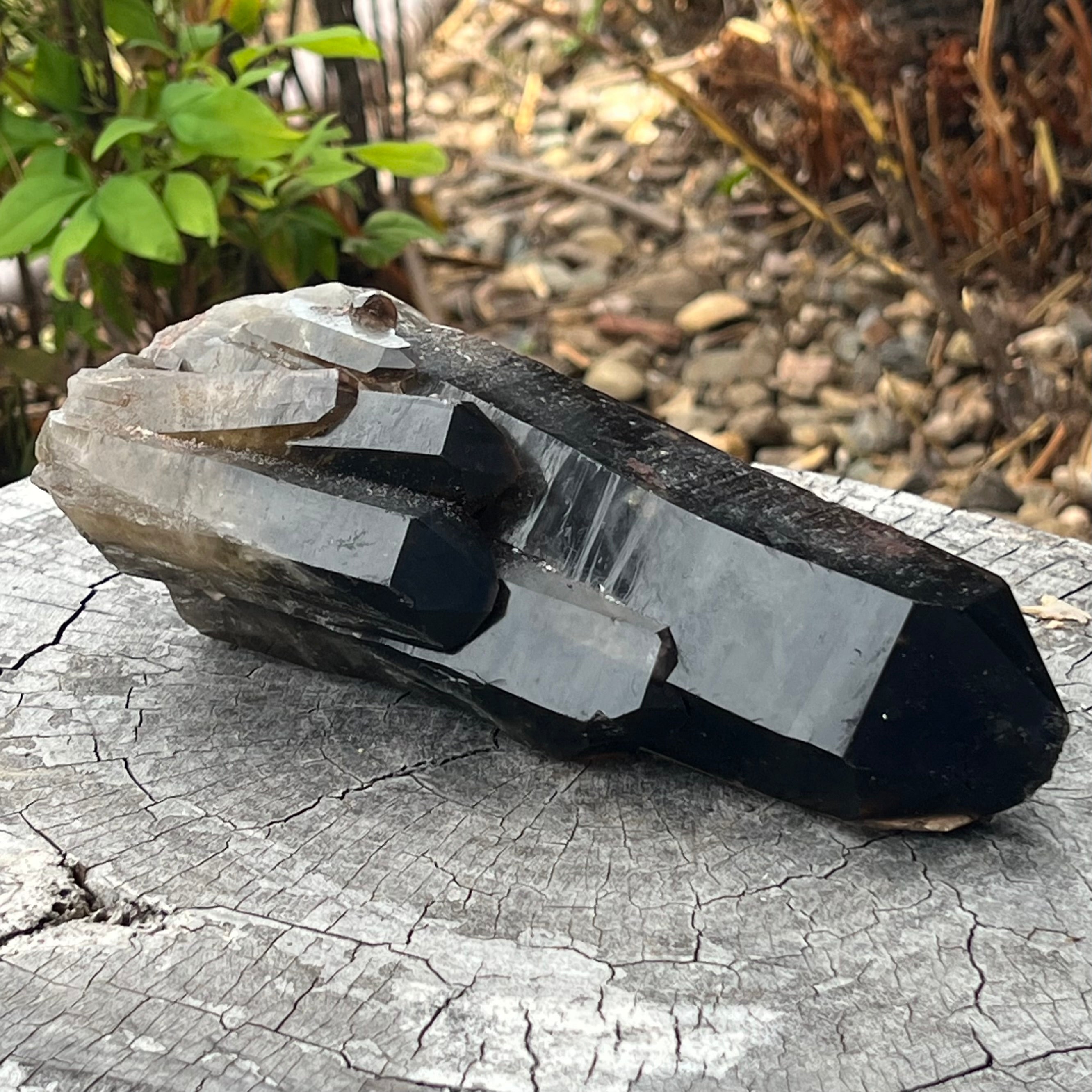 Smoky Quartz ~ Natural Point Cluster