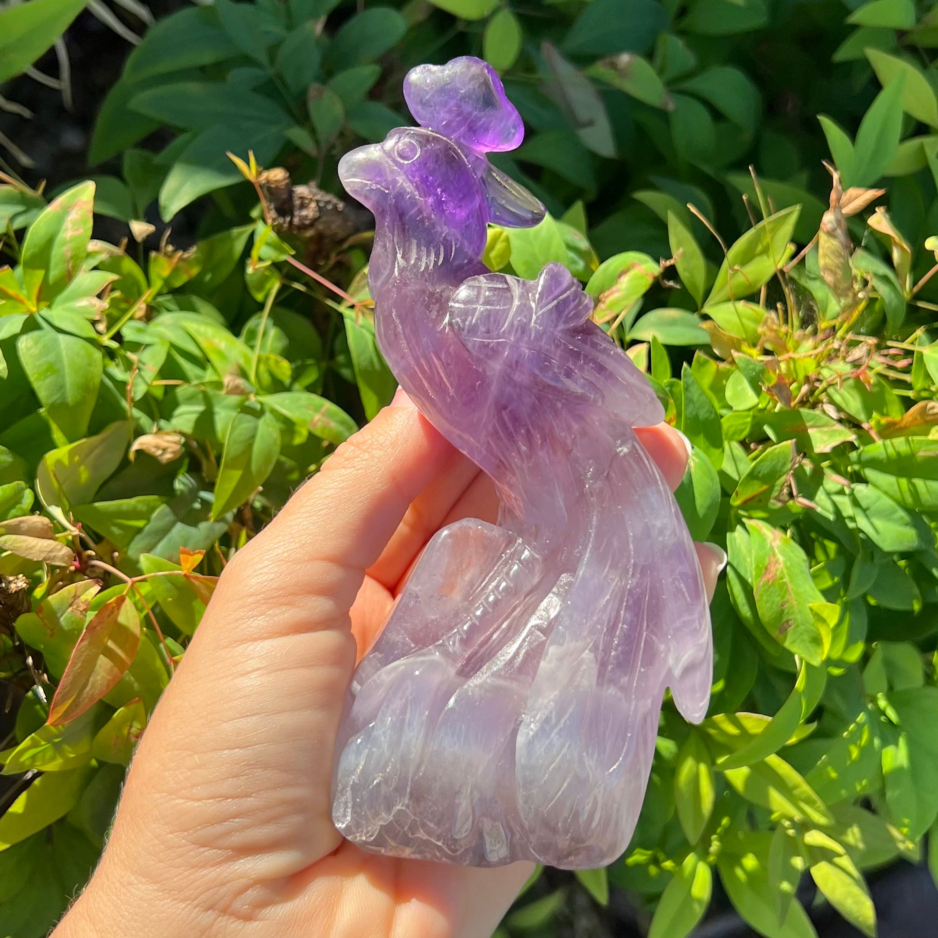 Amethyst Peacock