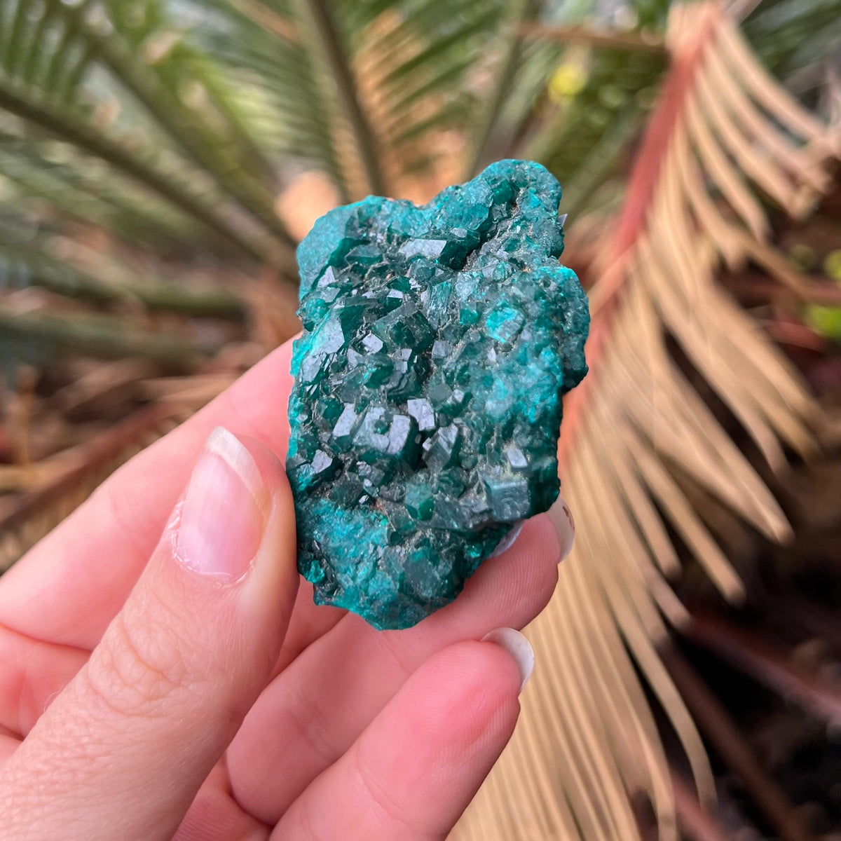 Natural Dioptase Specialty Crystal