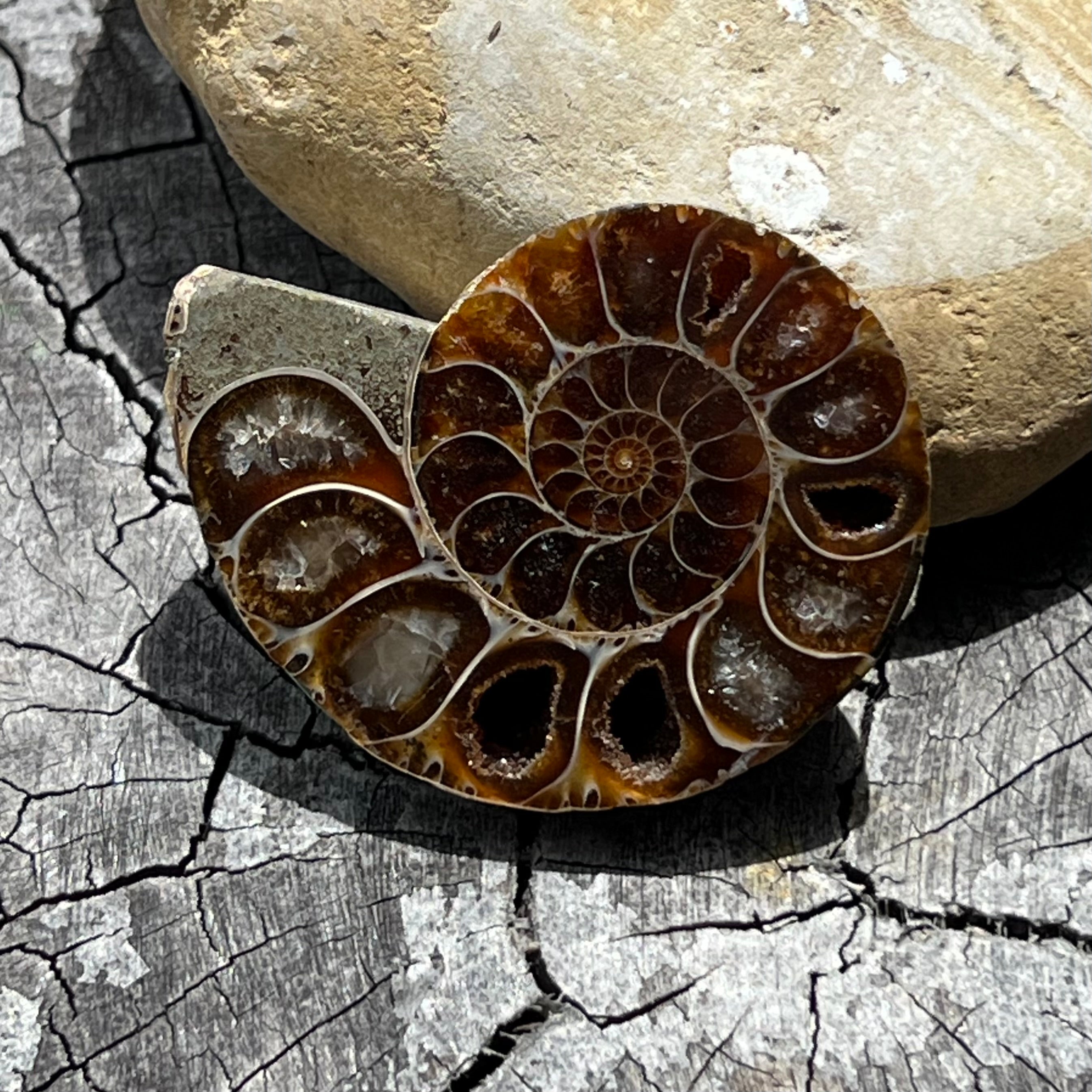 Ammonite Fossil ~ 1