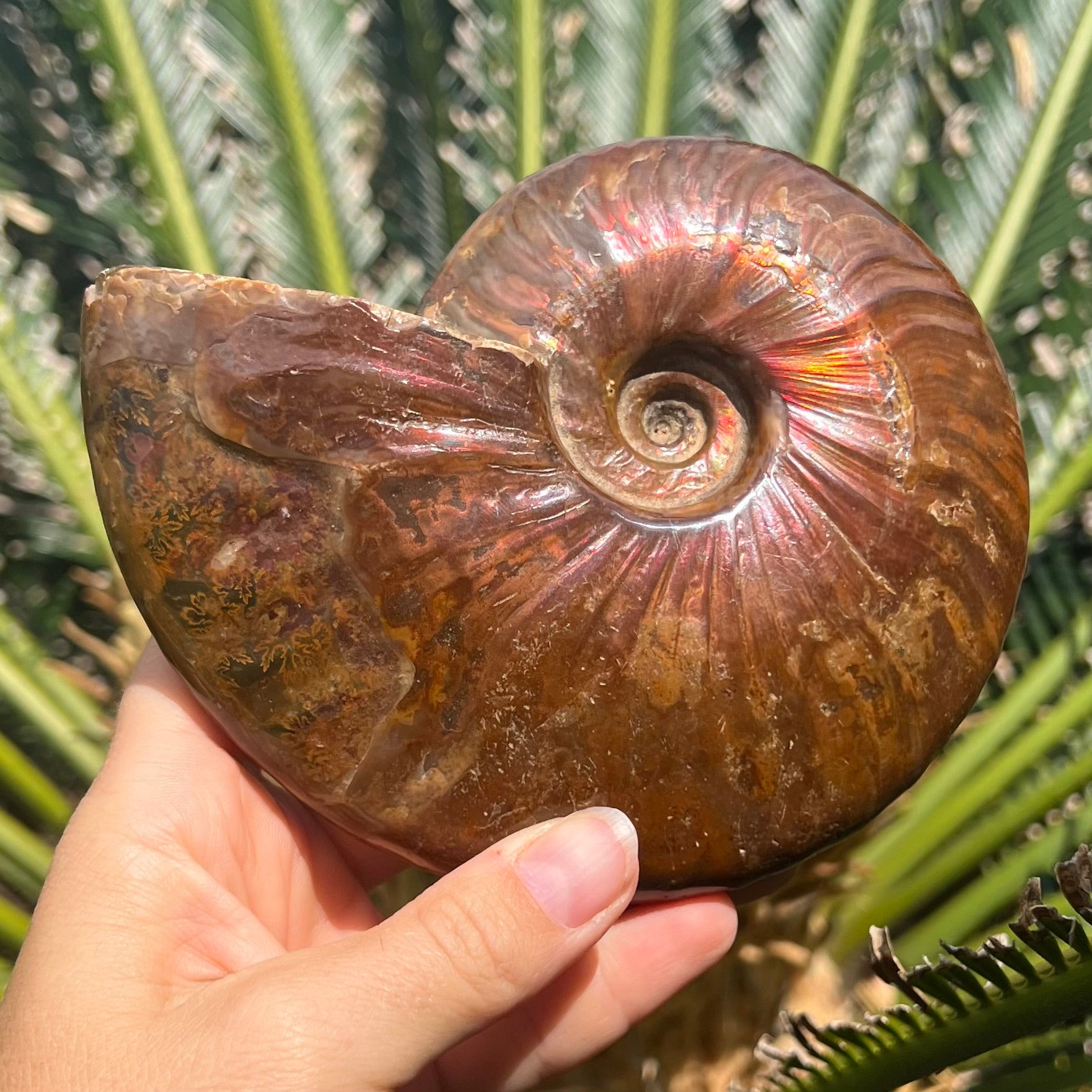 Ammonite Fossil
