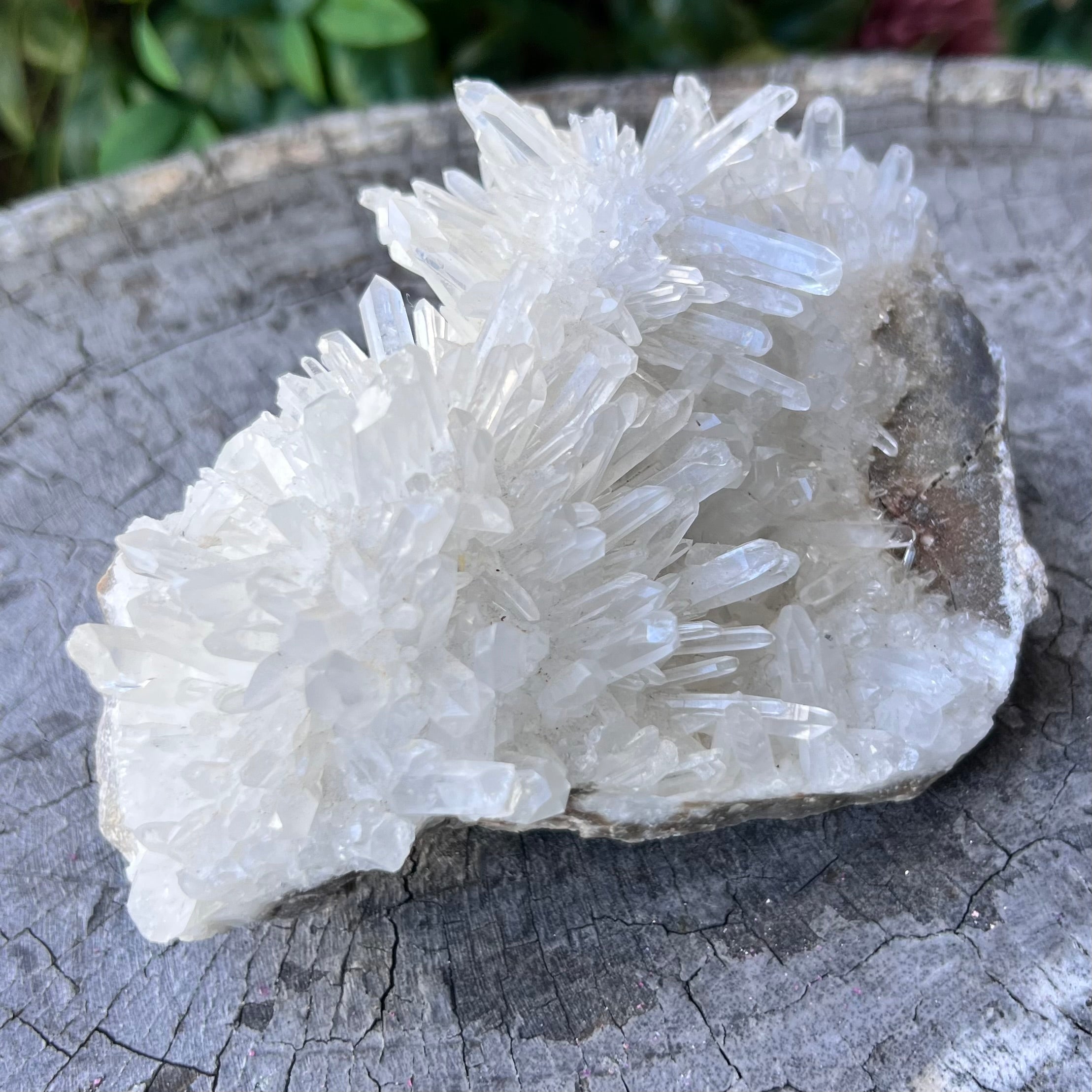 Chrysanthemum Needle Quartz ~ Cluster