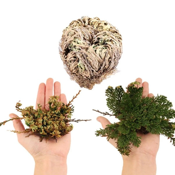 The Rose of Jericho ~ The Resurrection Plant (Small)