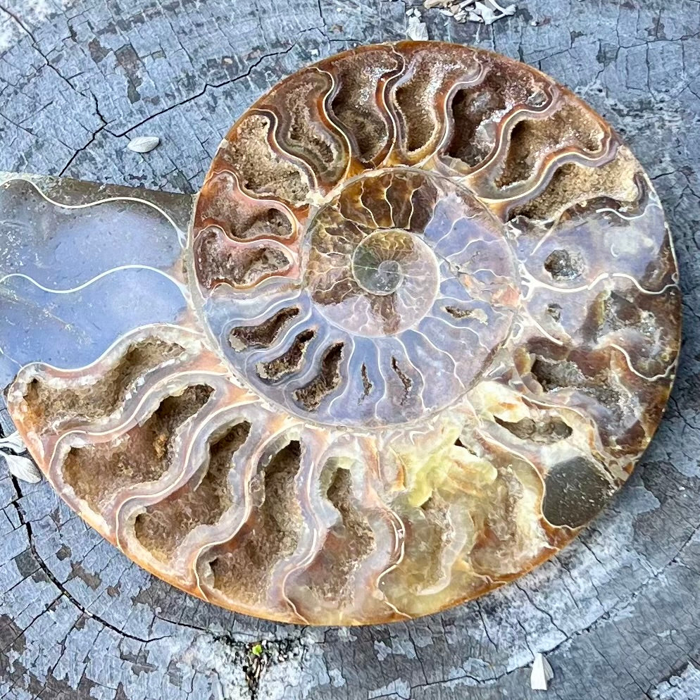 Ammonite Fossil