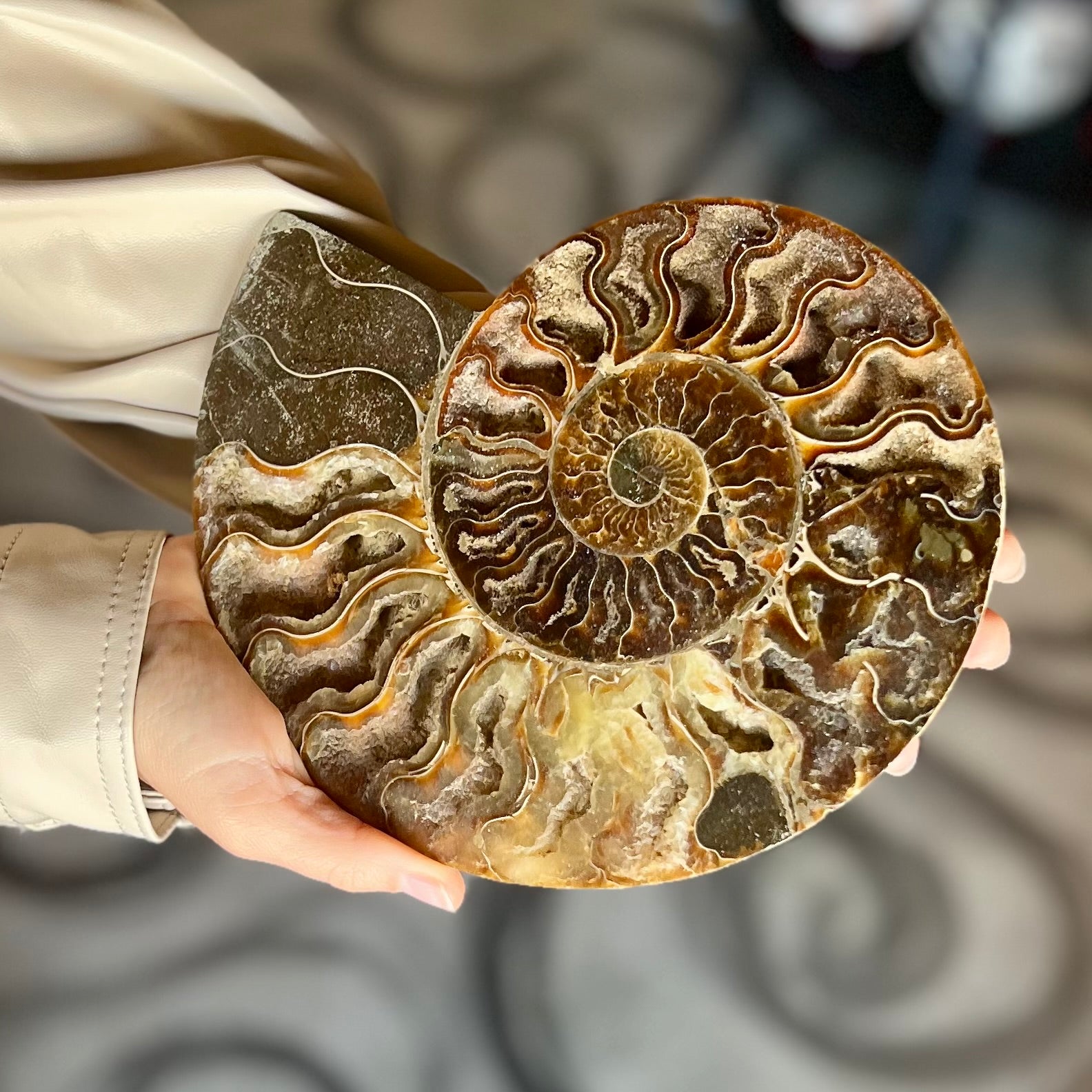 Ammonite Fossil