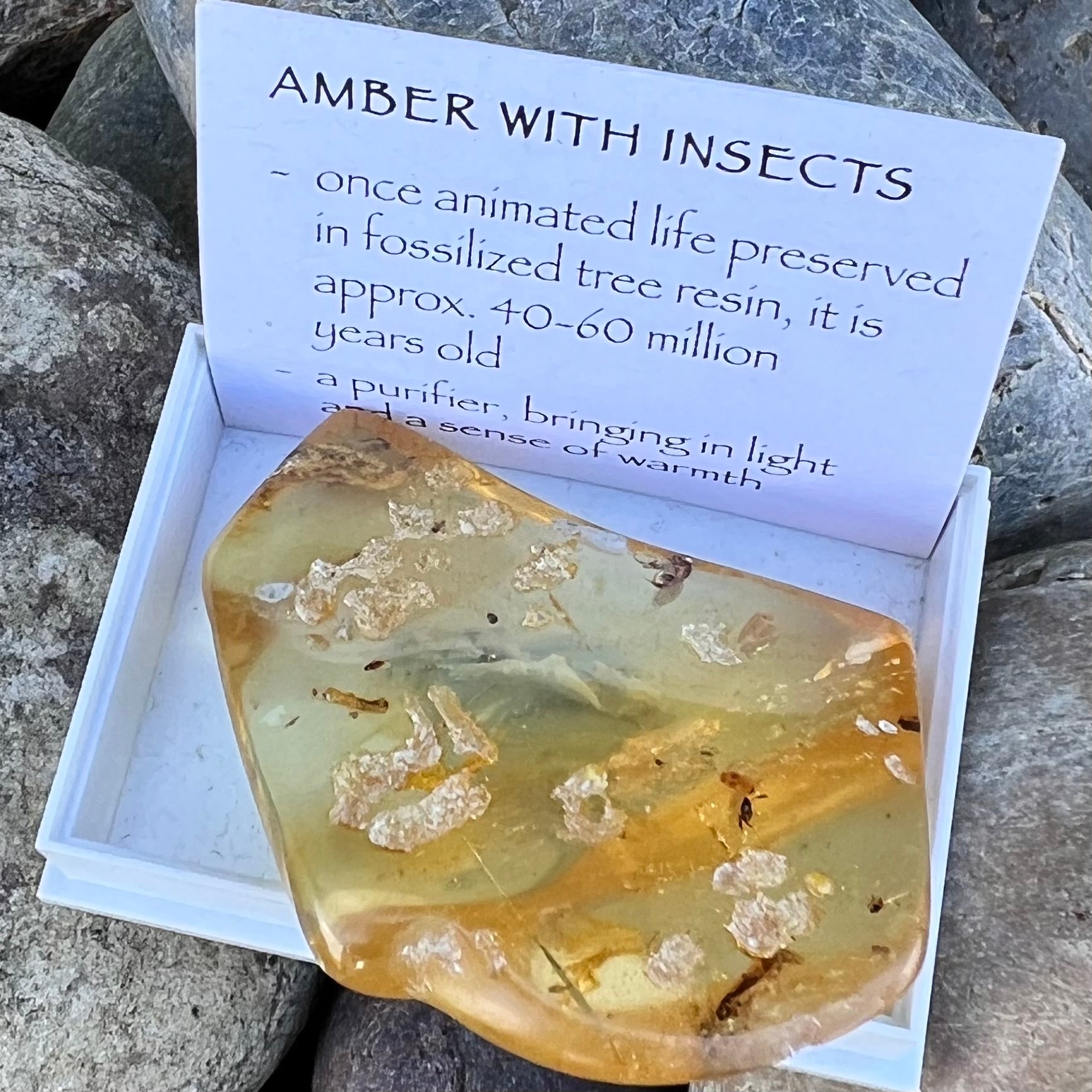 Amber with Insects Specimen ~ Specialty Boxed Crystal