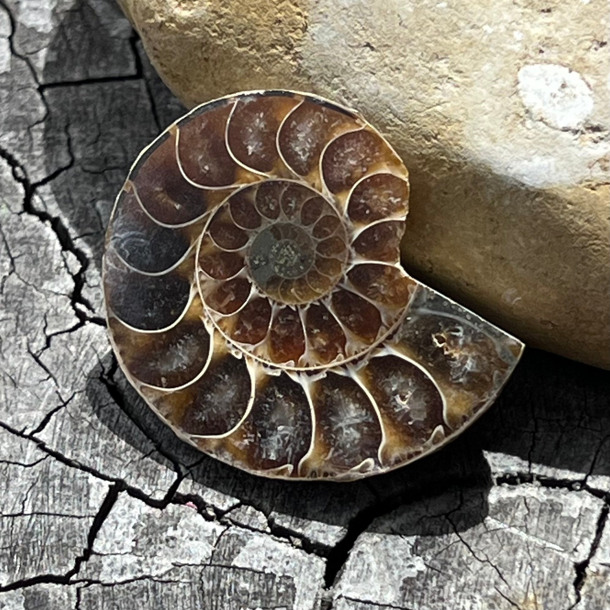 Ammonite Fossil ~ 1