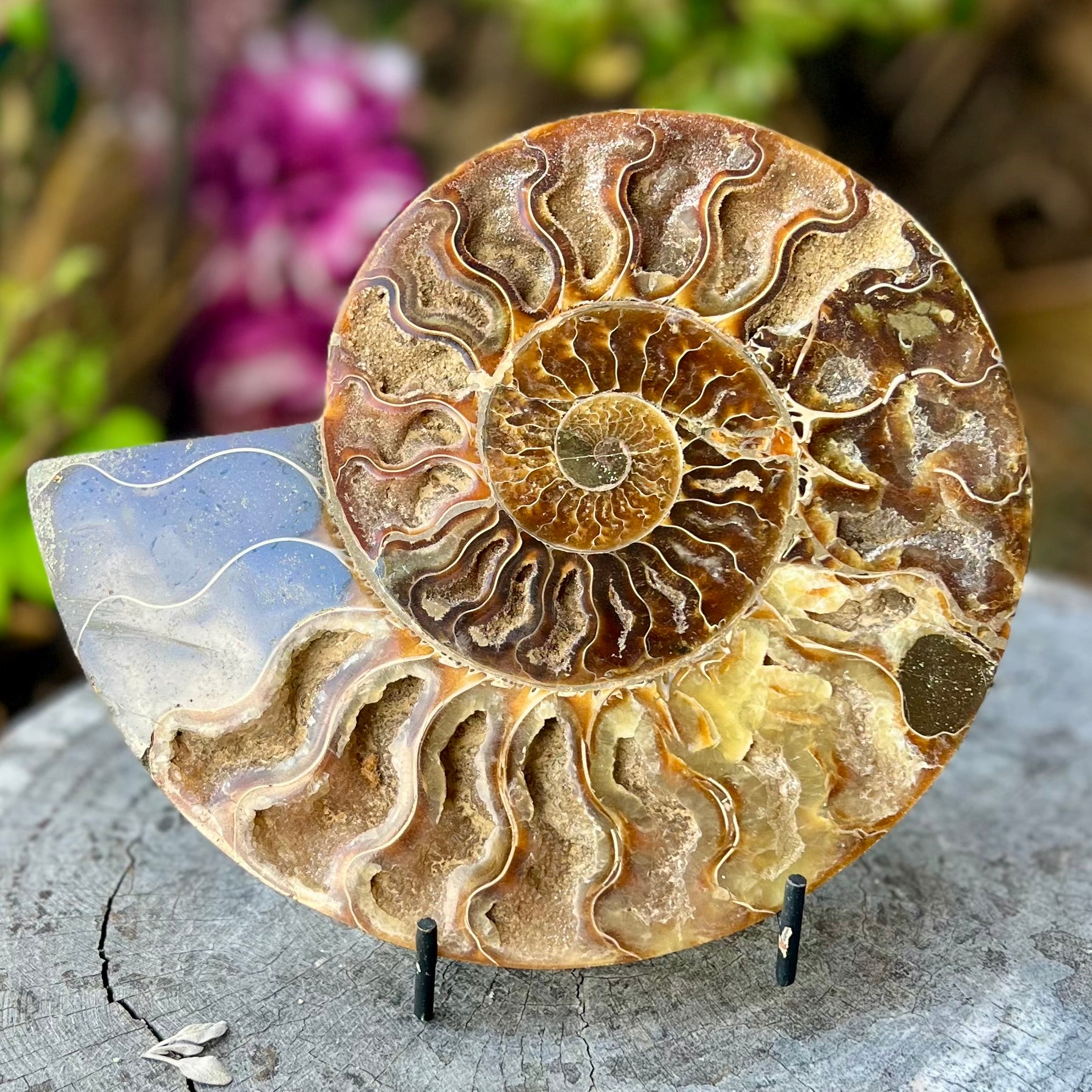 Ammonite Fossil