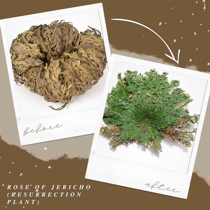 The Rose of Jericho ~ The Resurrection Plant (Small)