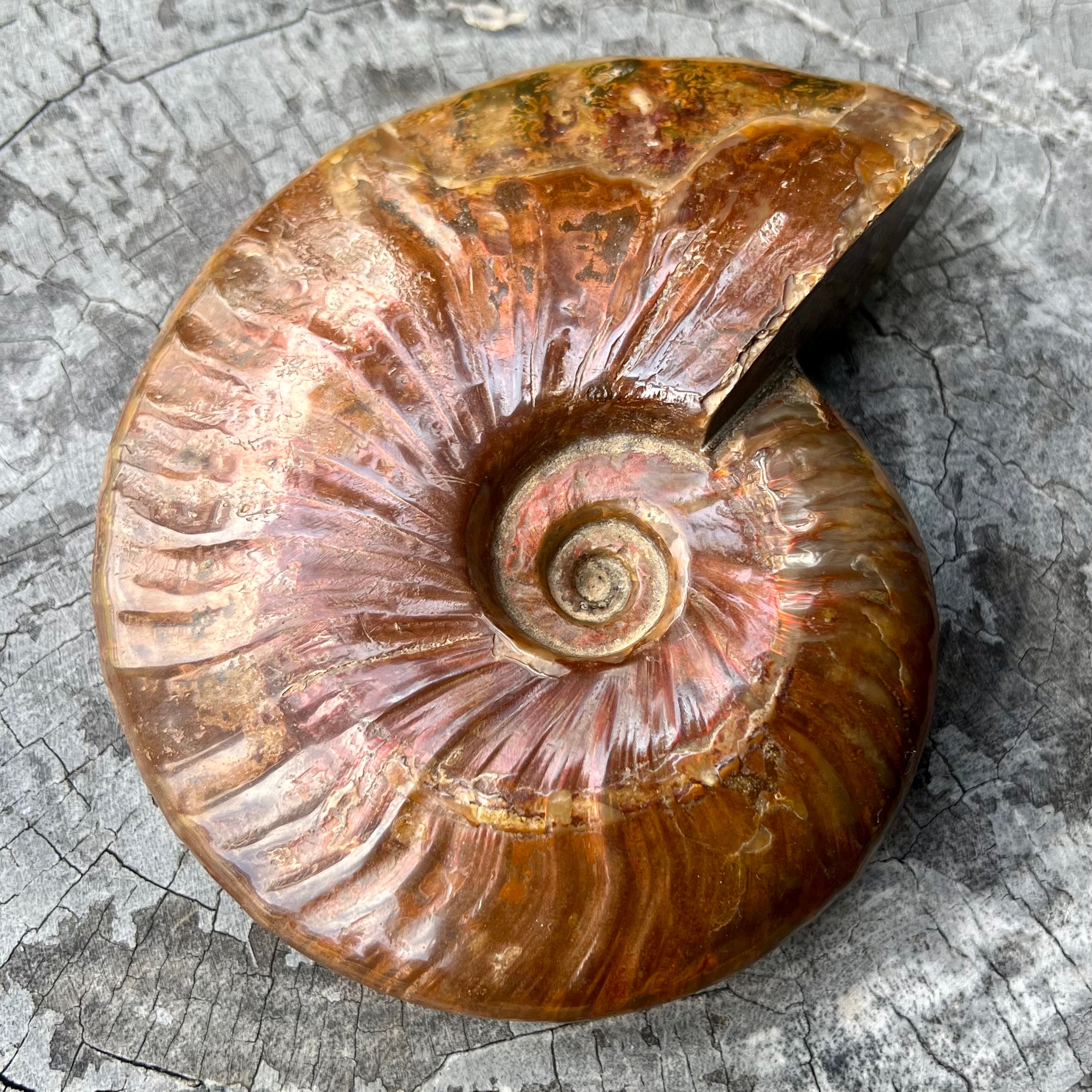 Ammonite Fossil