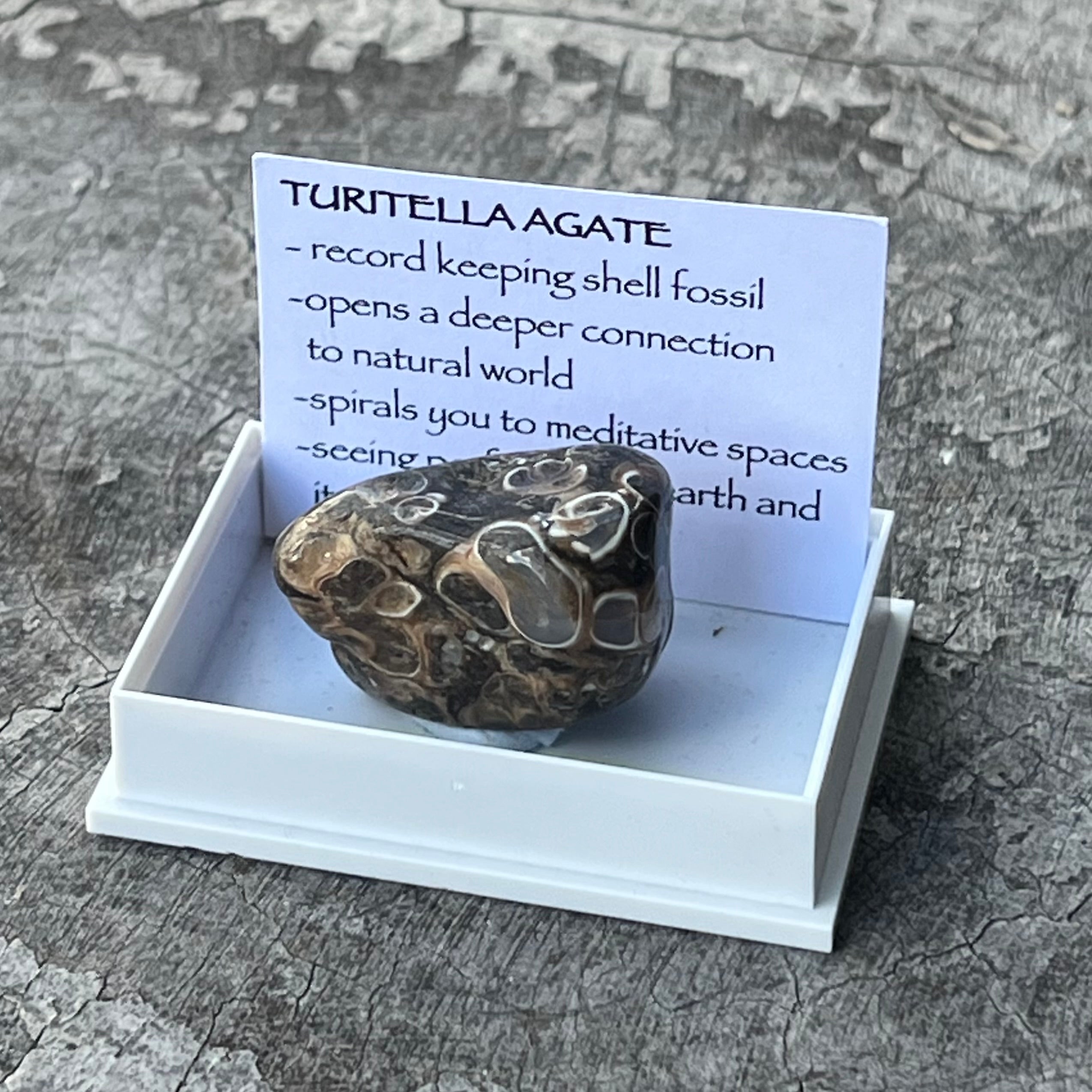 Turtitella Agate~ Specialty Boxed Crystal