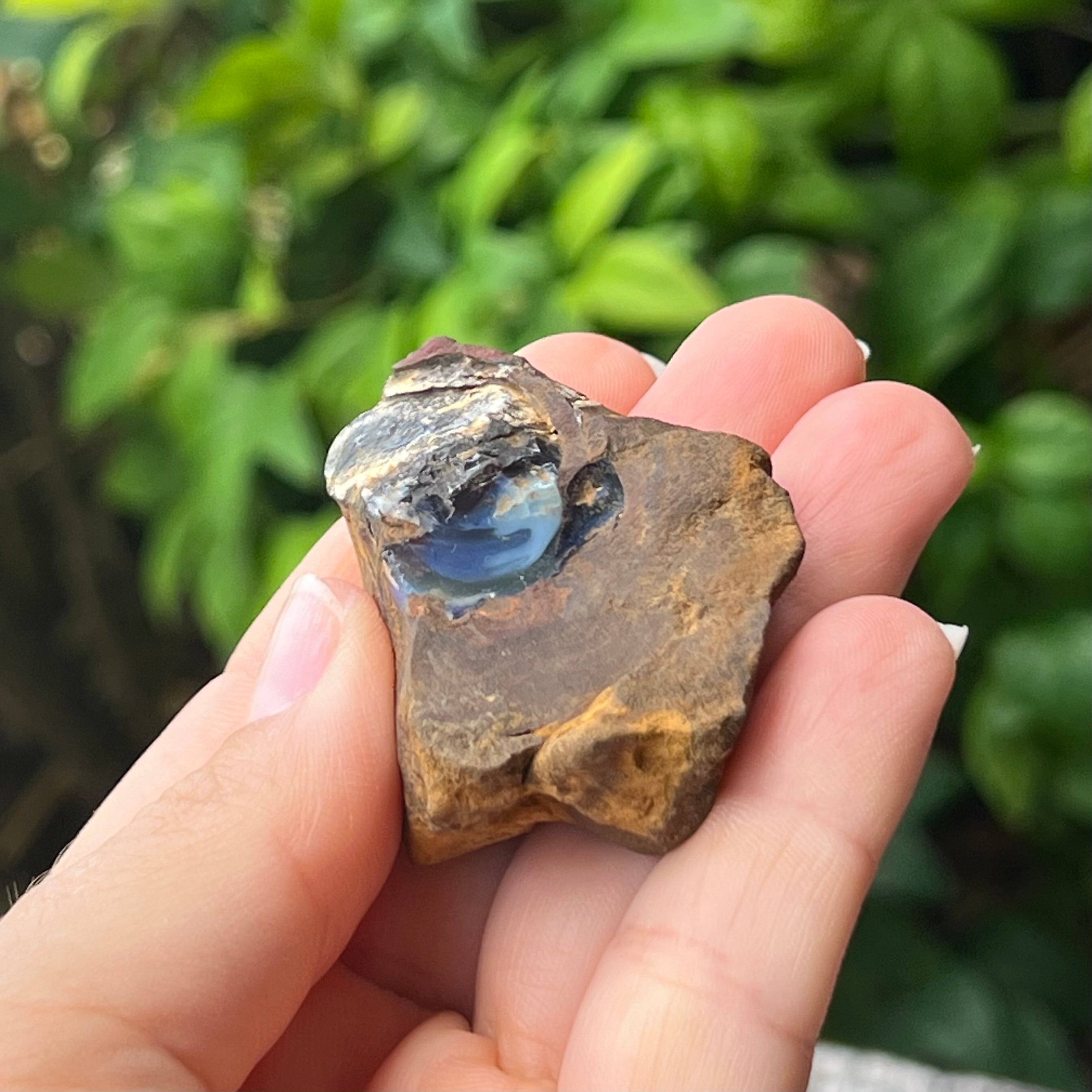 Boulder Opal Specimen ~ Specialty Boxed Crystal