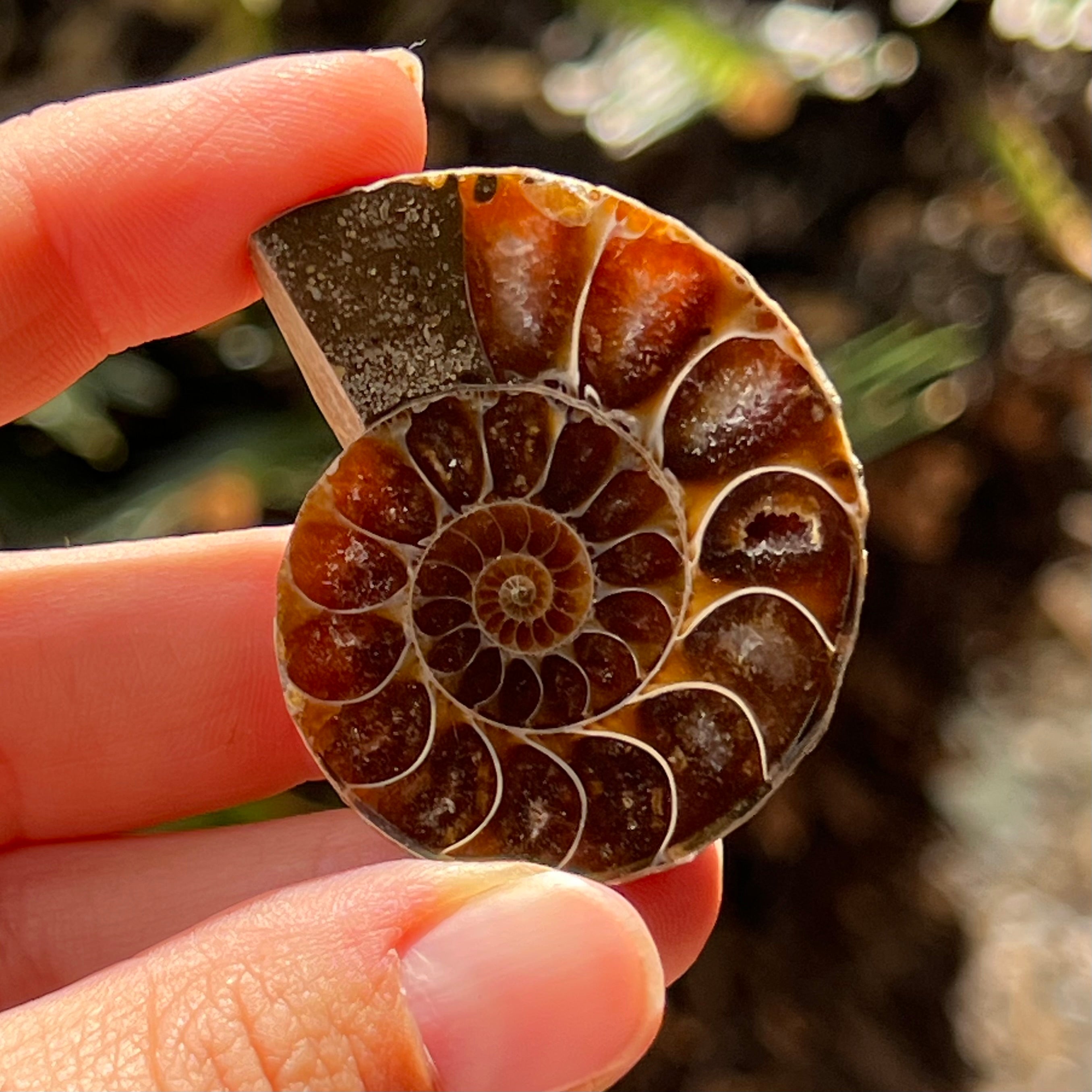 Ammonite Fossil ~ 2