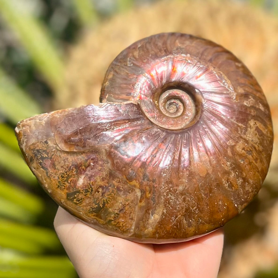 Ammonite Fossil