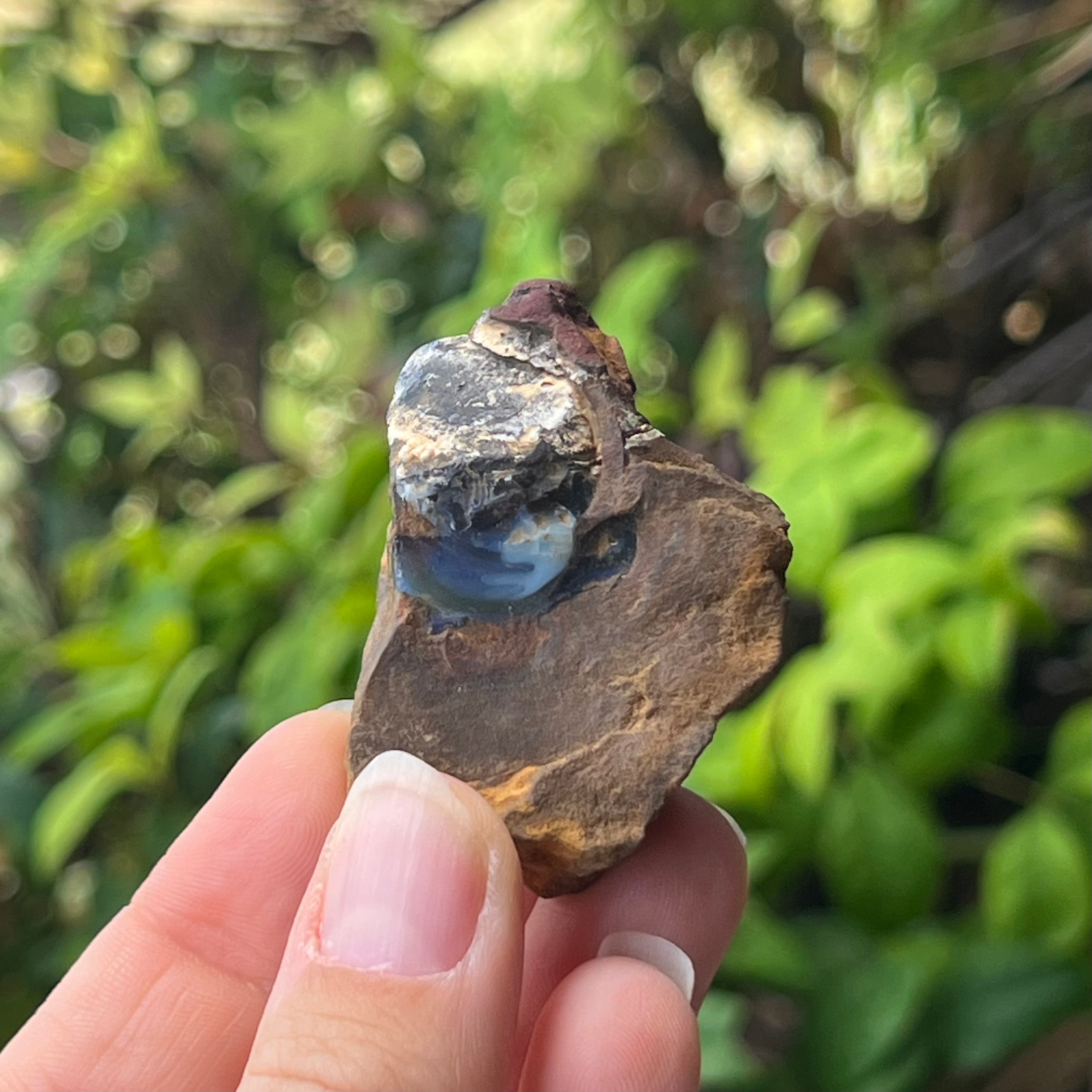 Boulder Opal Specimen ~ Specialty Boxed Crystal