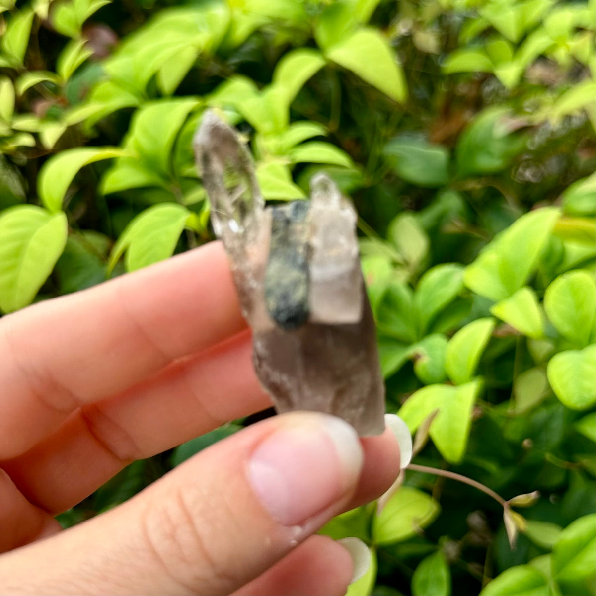Smokey Quartz ~ Specialty Boxed Crystal