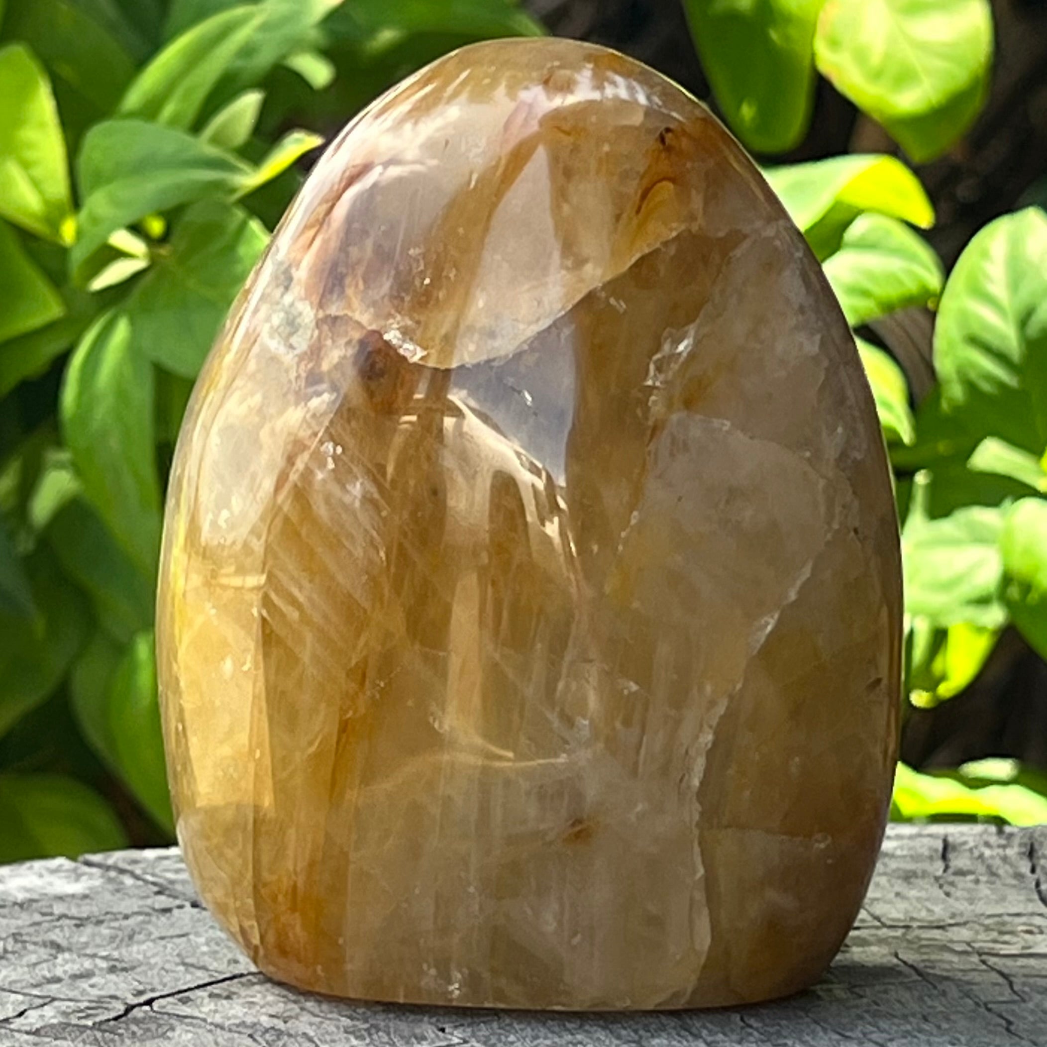 Golden Healer Freeform