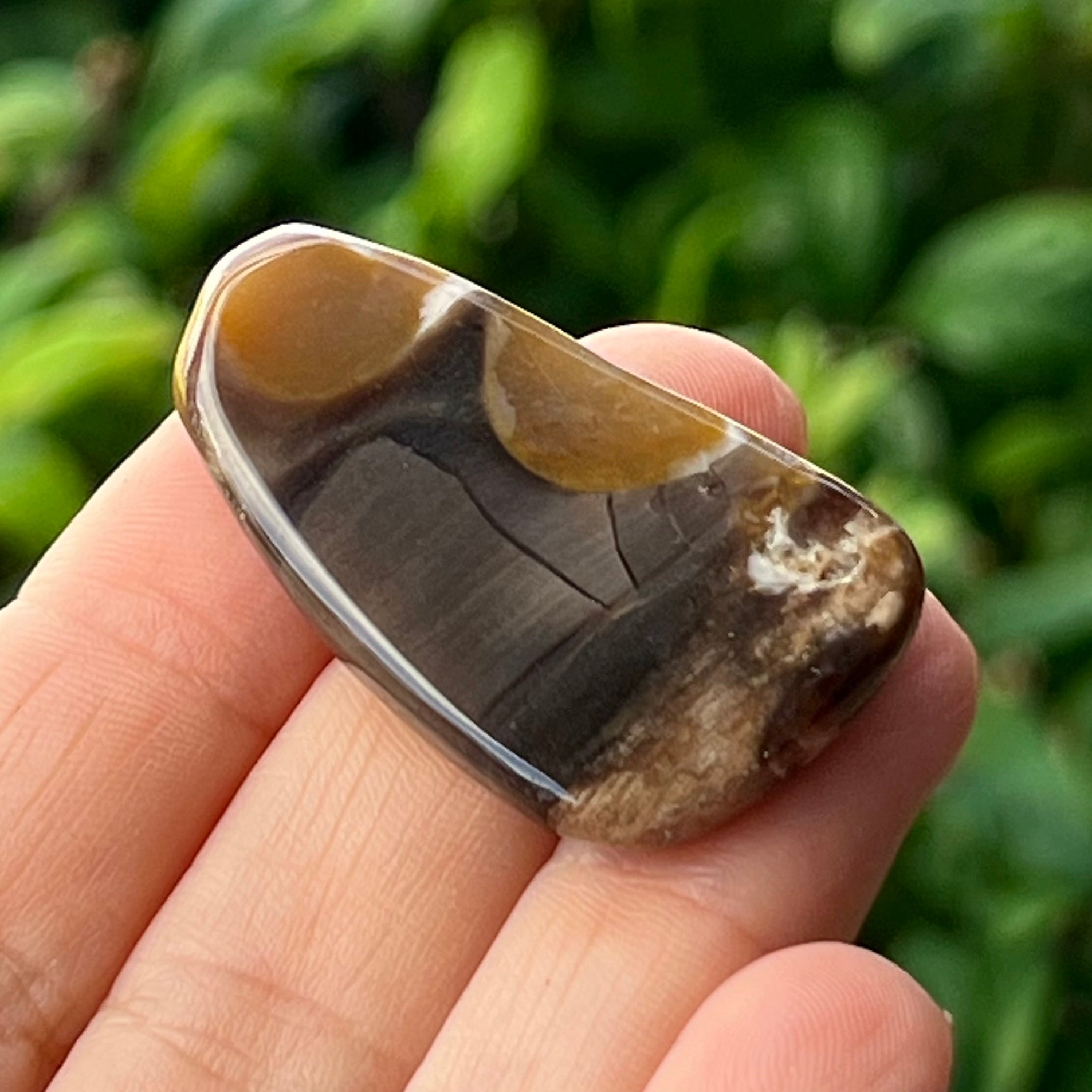 Peanut Wood ~ Specialty Boxed Crystal
