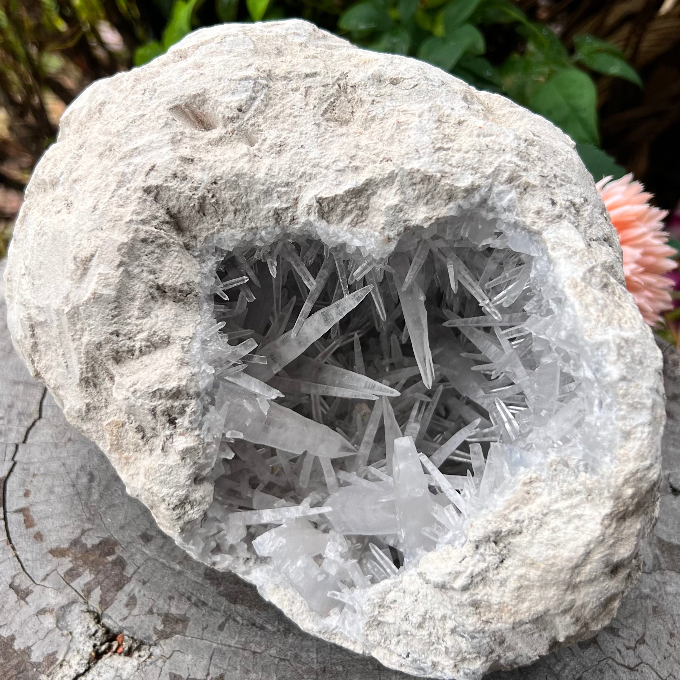 Celestite Dog Tooth Cluster Specimen