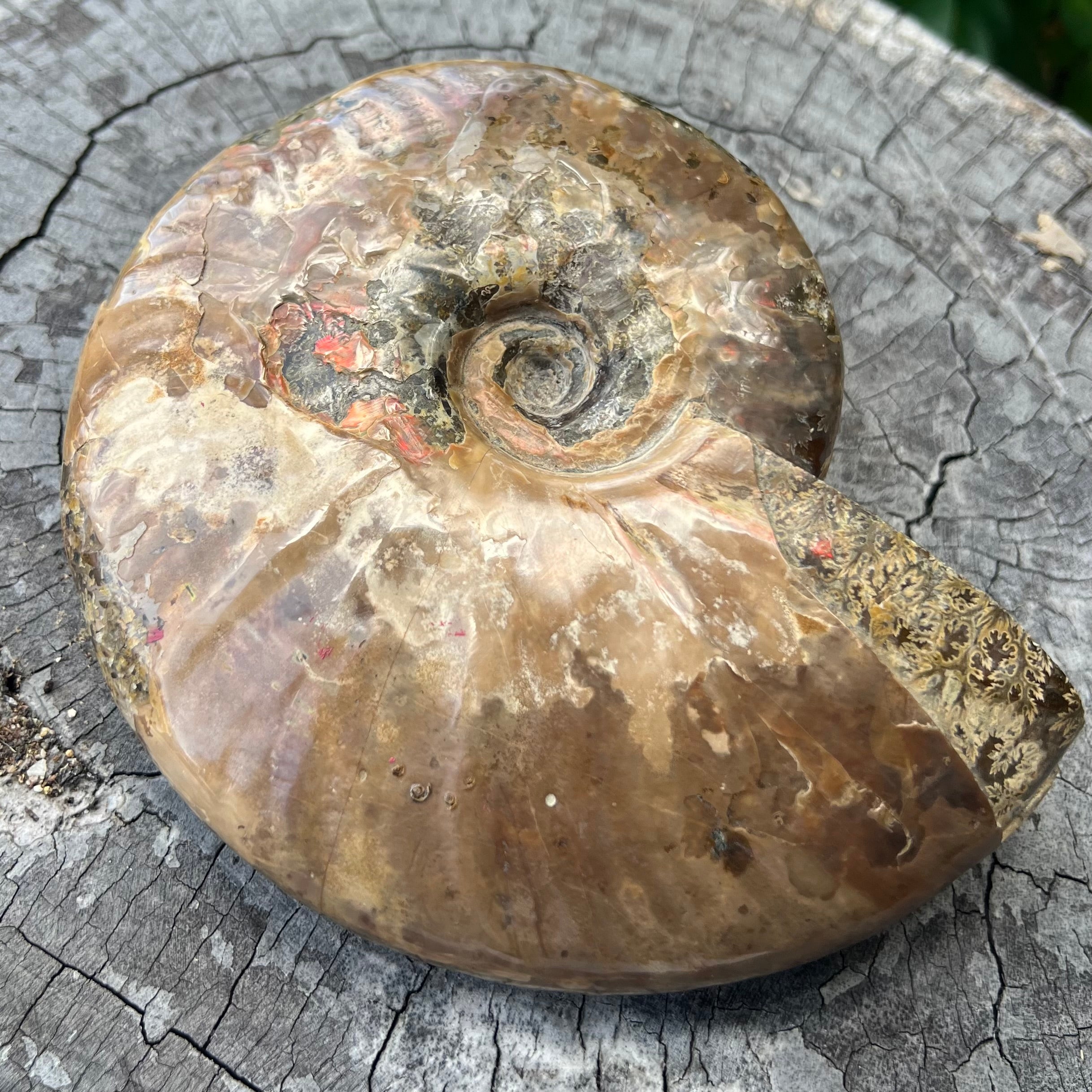 Ammonite Fossil
