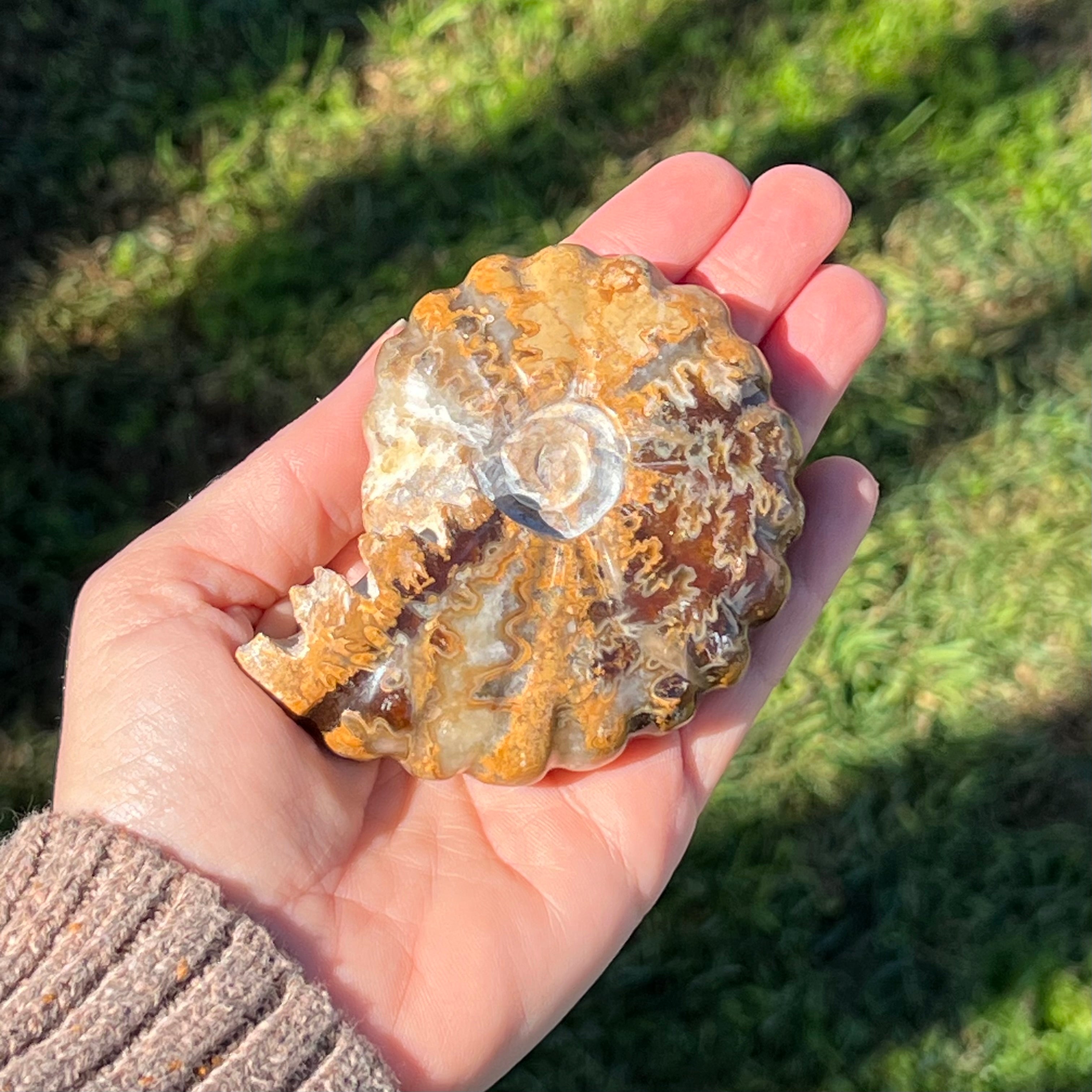 Ammonite Fossil